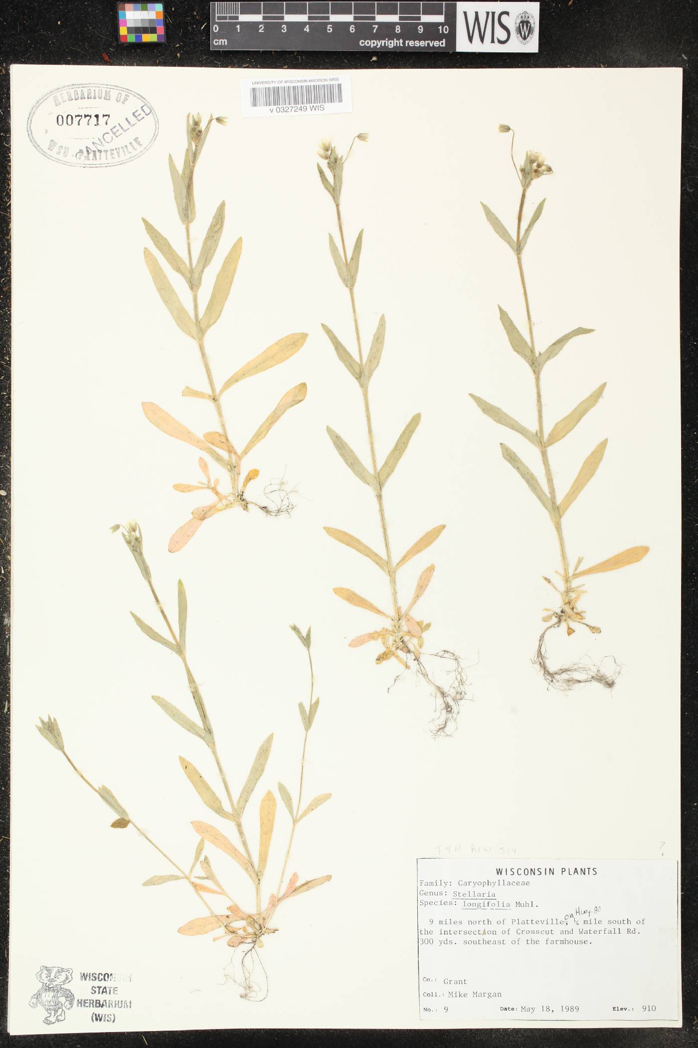 Stellaria longifolia image