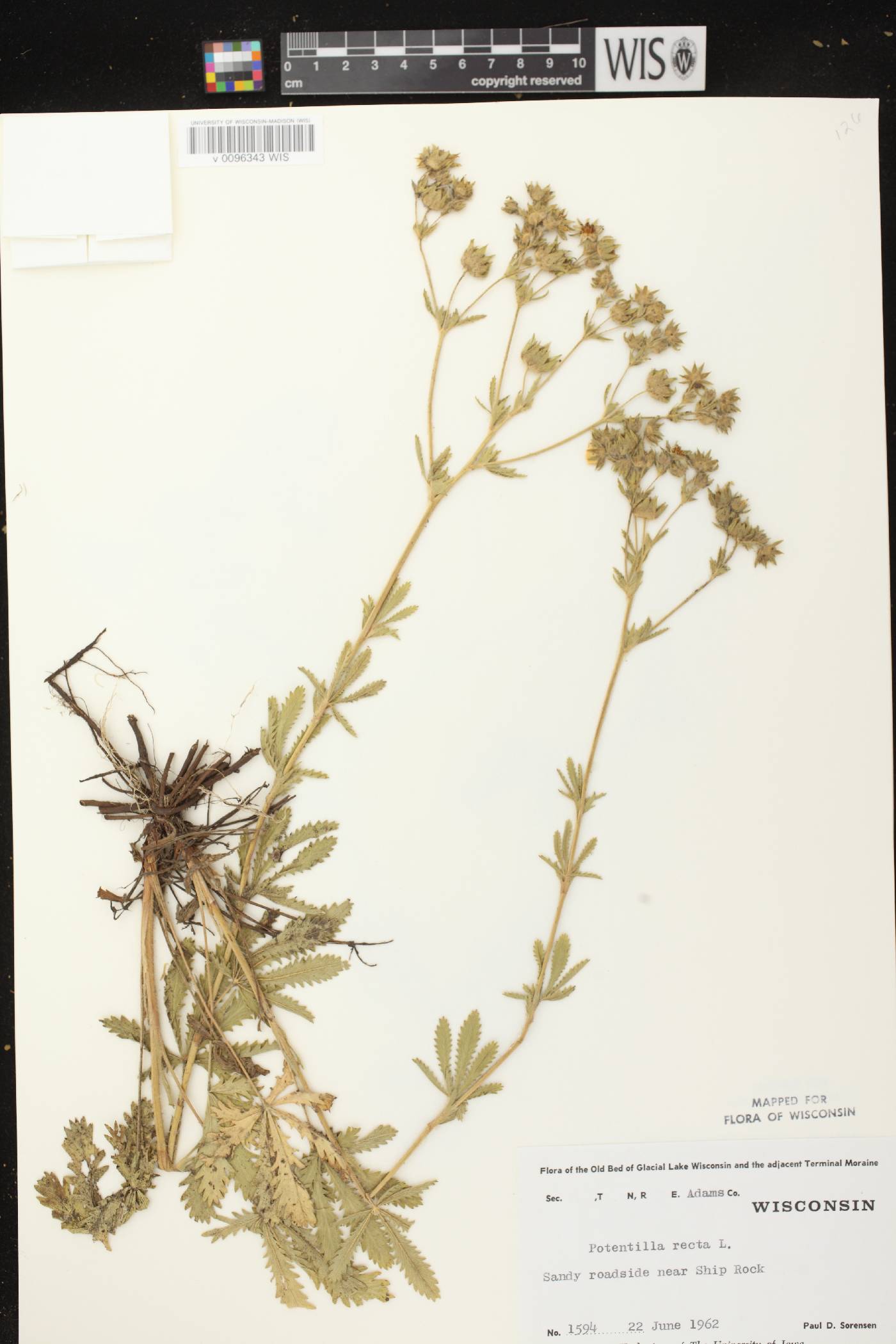 Potentilla recta image