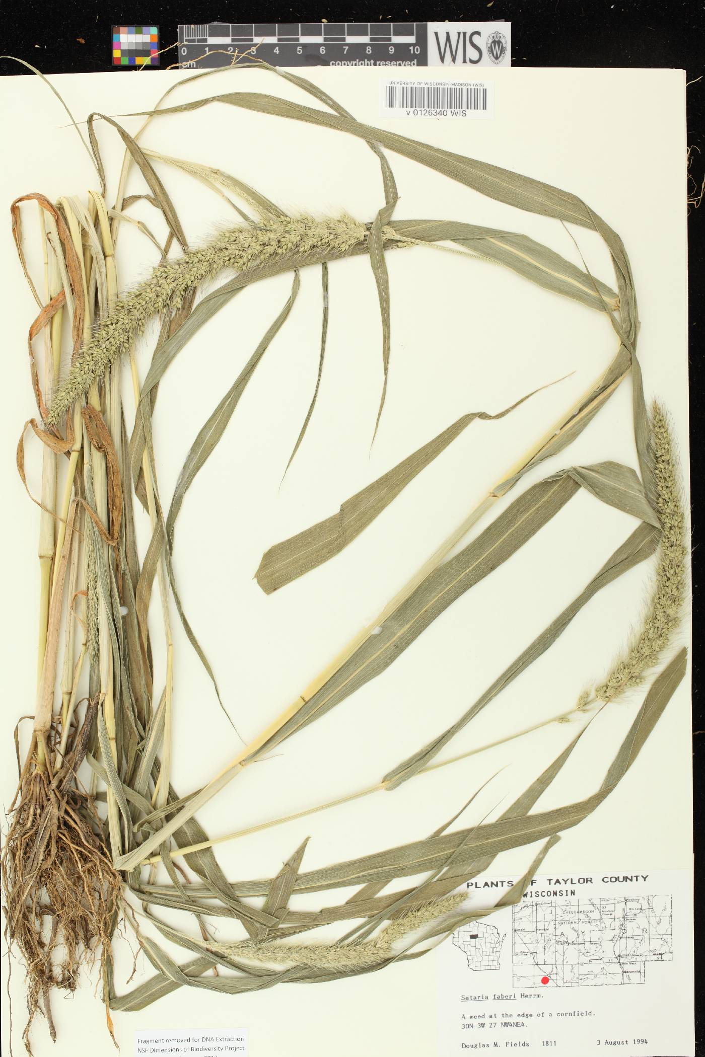 Setaria faberi image