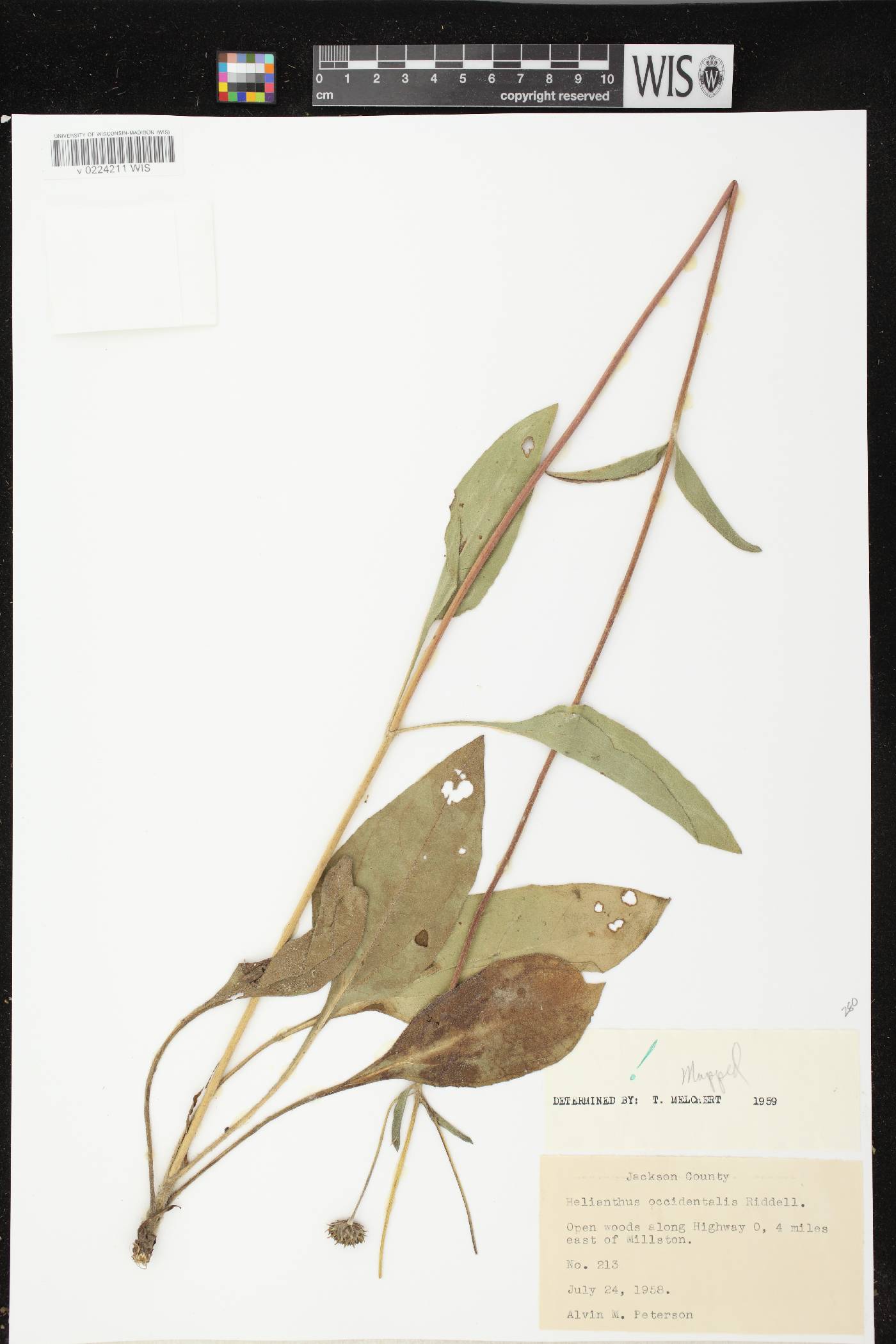 Helianthus occidentalis image