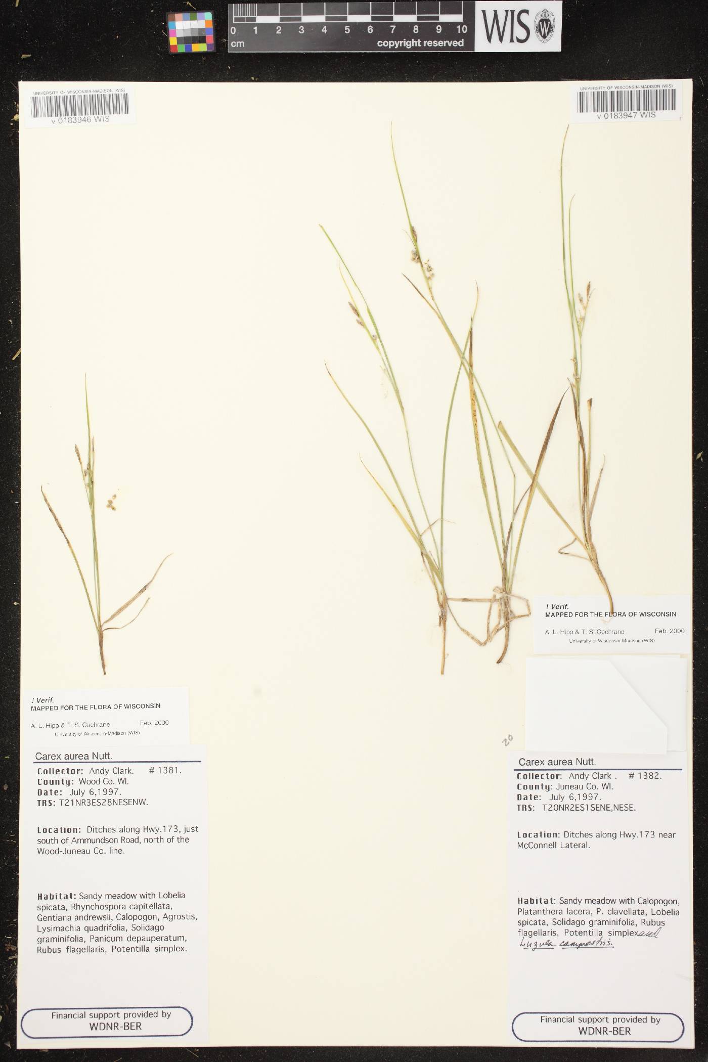 Carex aurea image