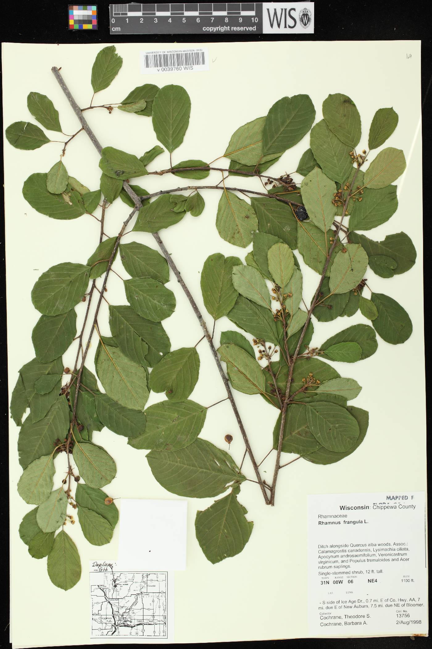 Frangula alnus image