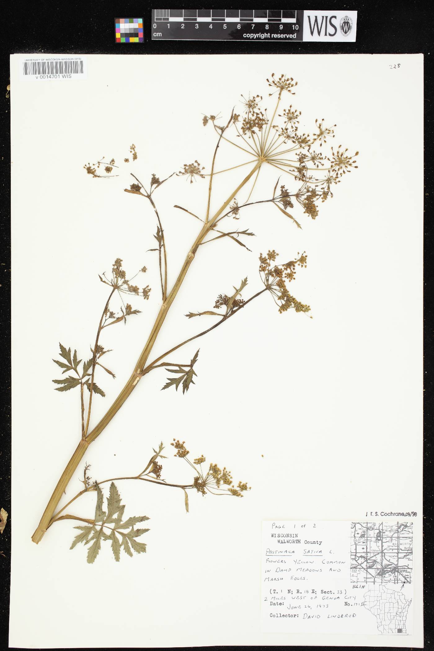 Pastinaca sativa image