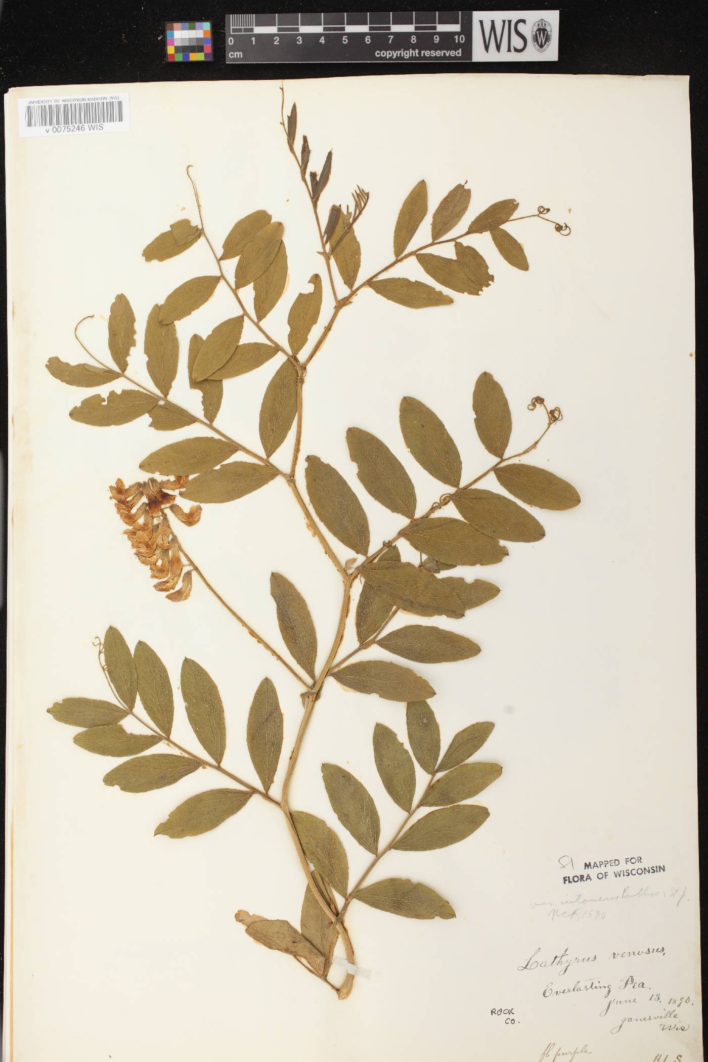 Lathyrus venosus image