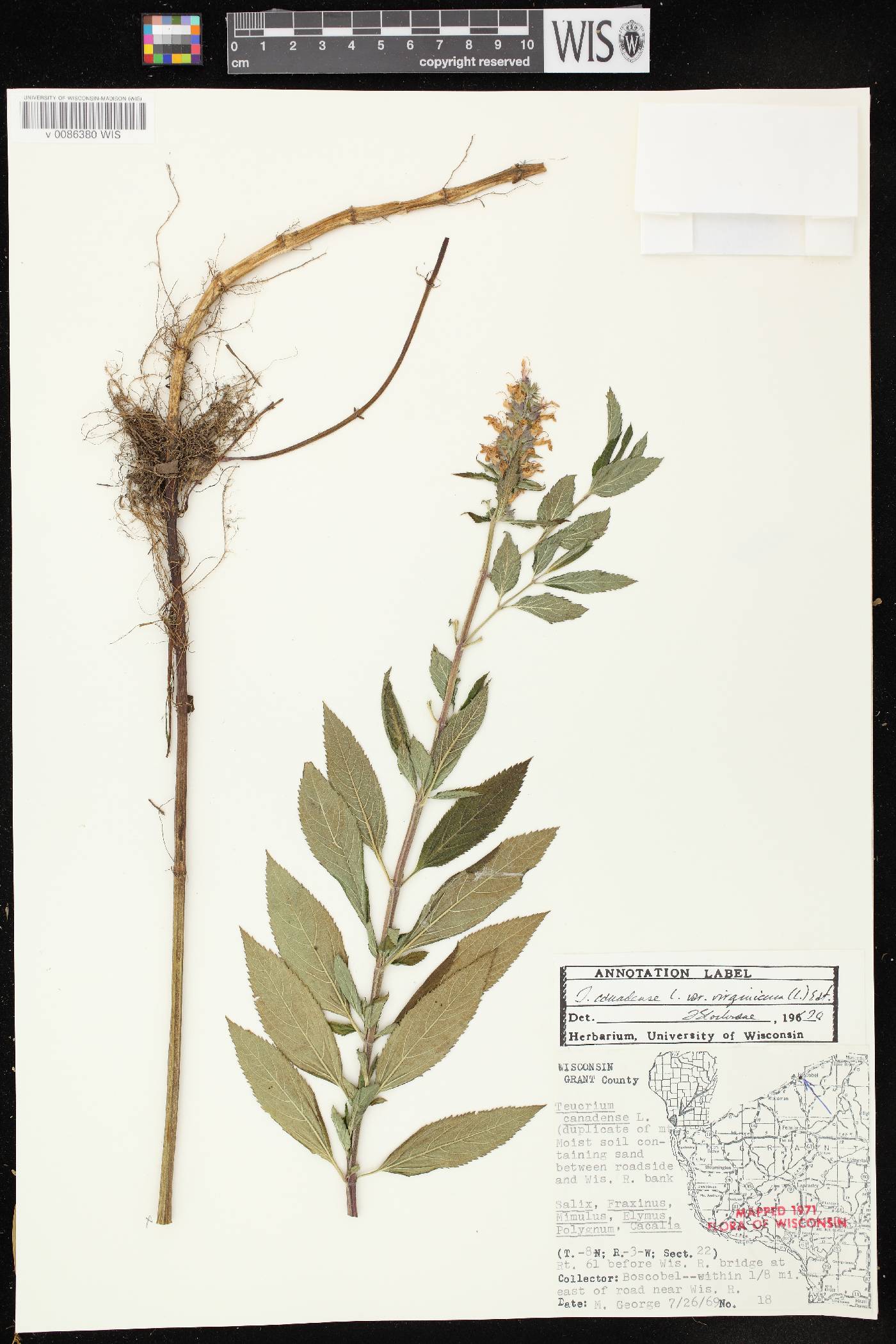 Teucrium canadense image