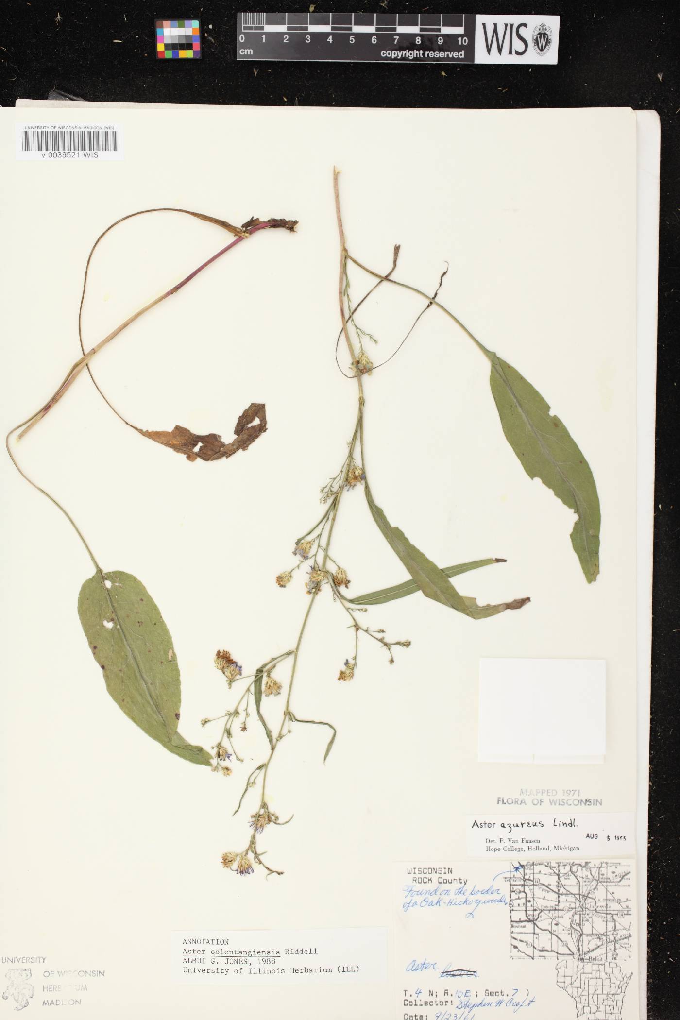 Symphyotrichum oolentangiense image