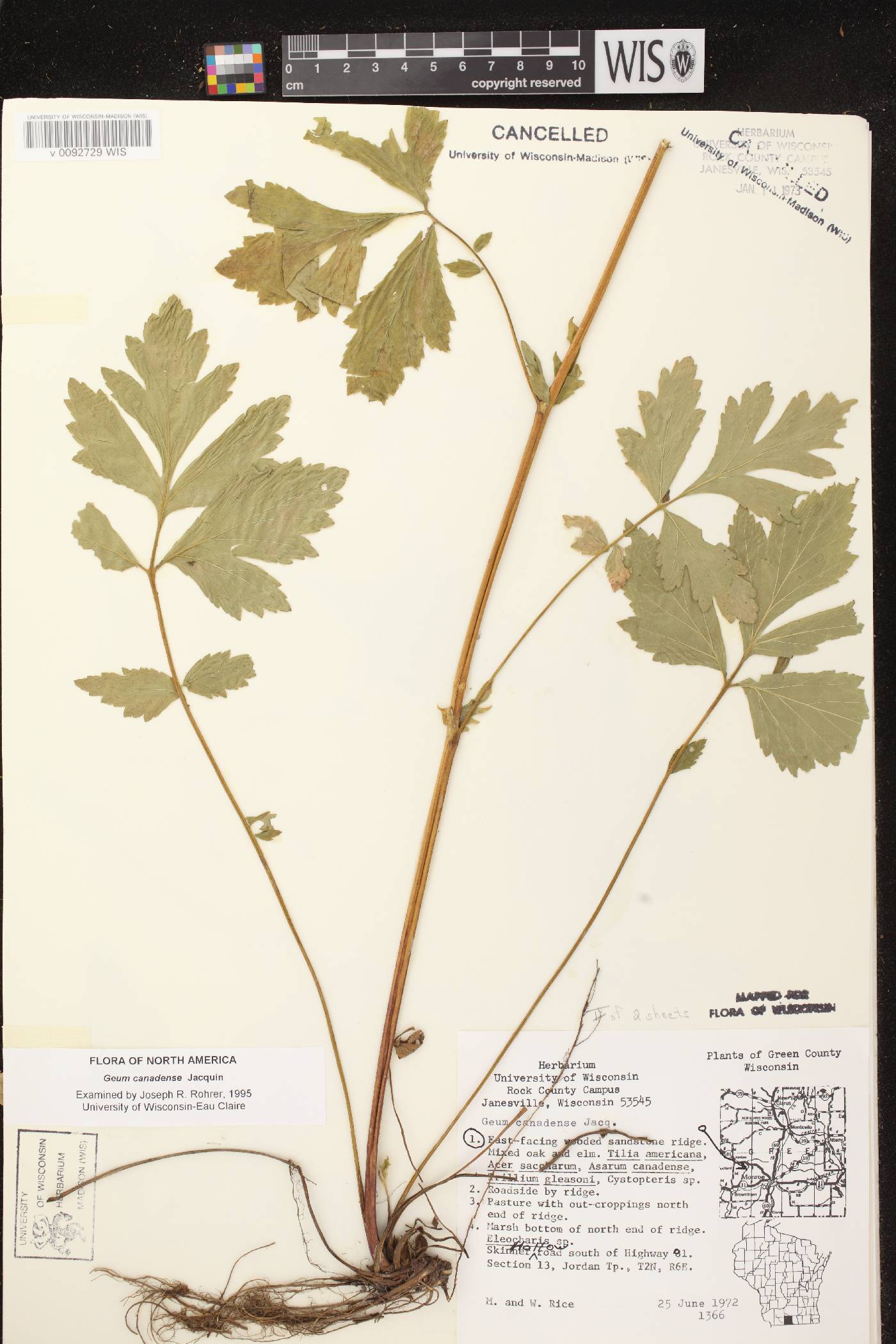 Geum canadense image