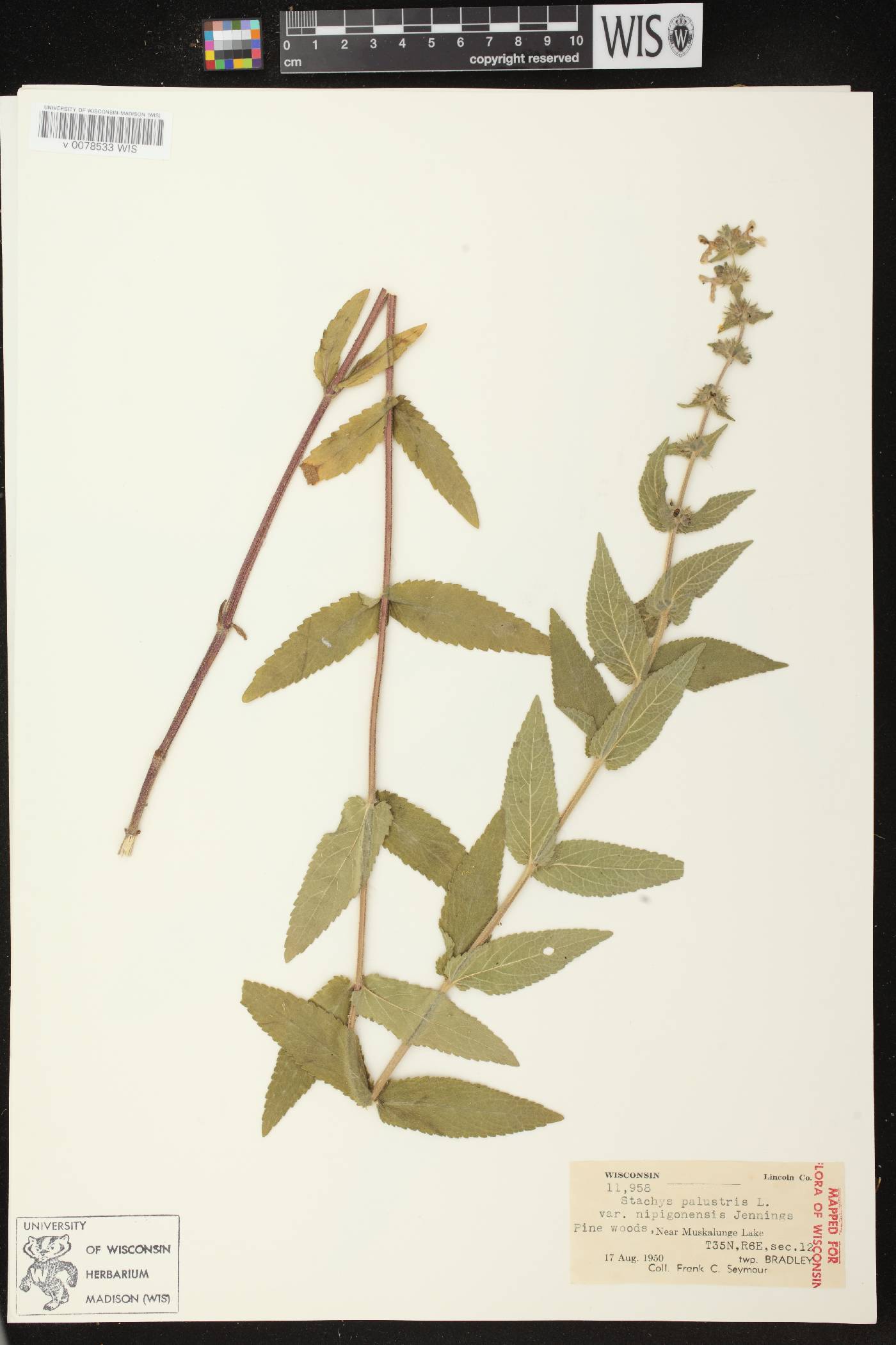 Stachys palustris image