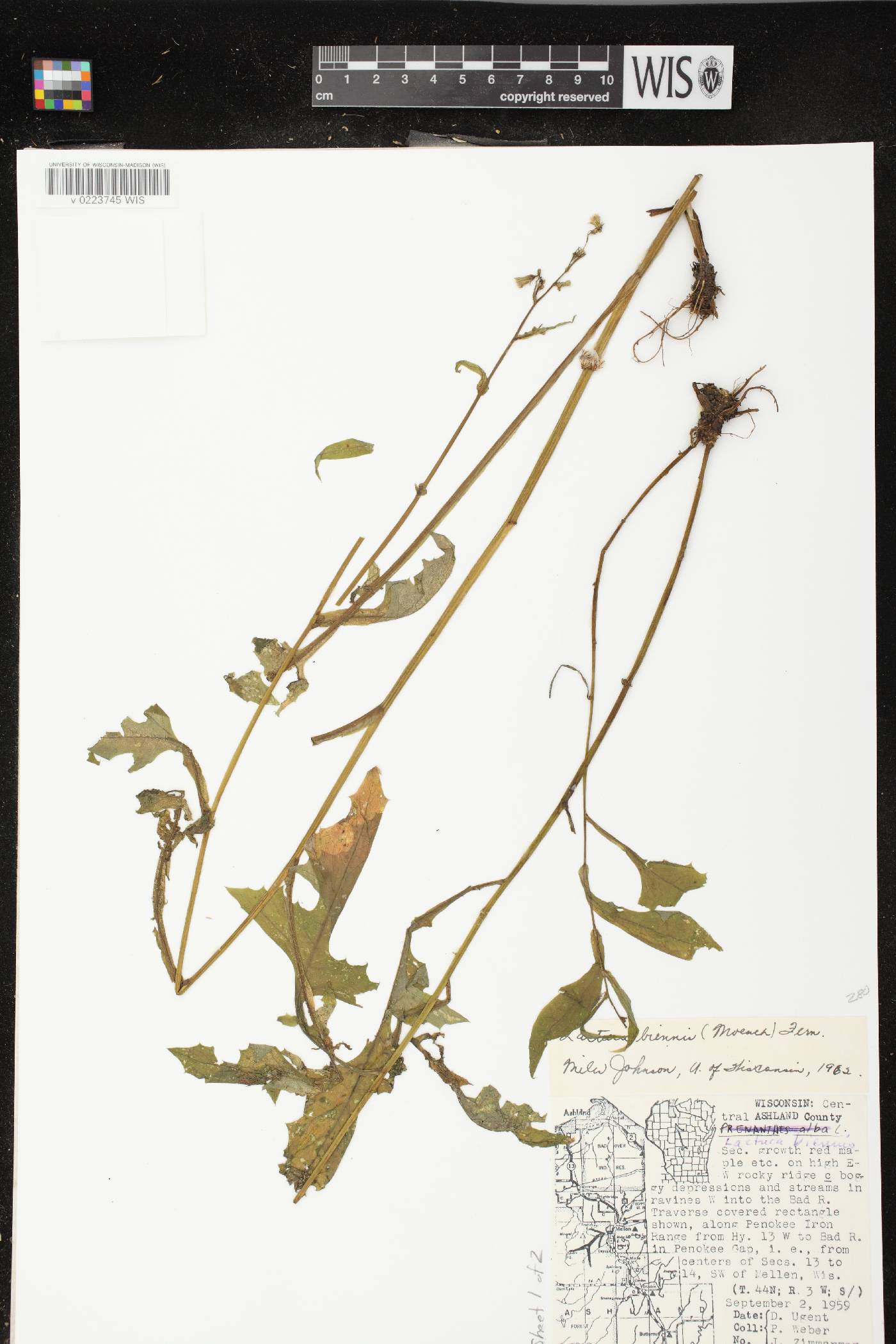 Lactuca biennis image