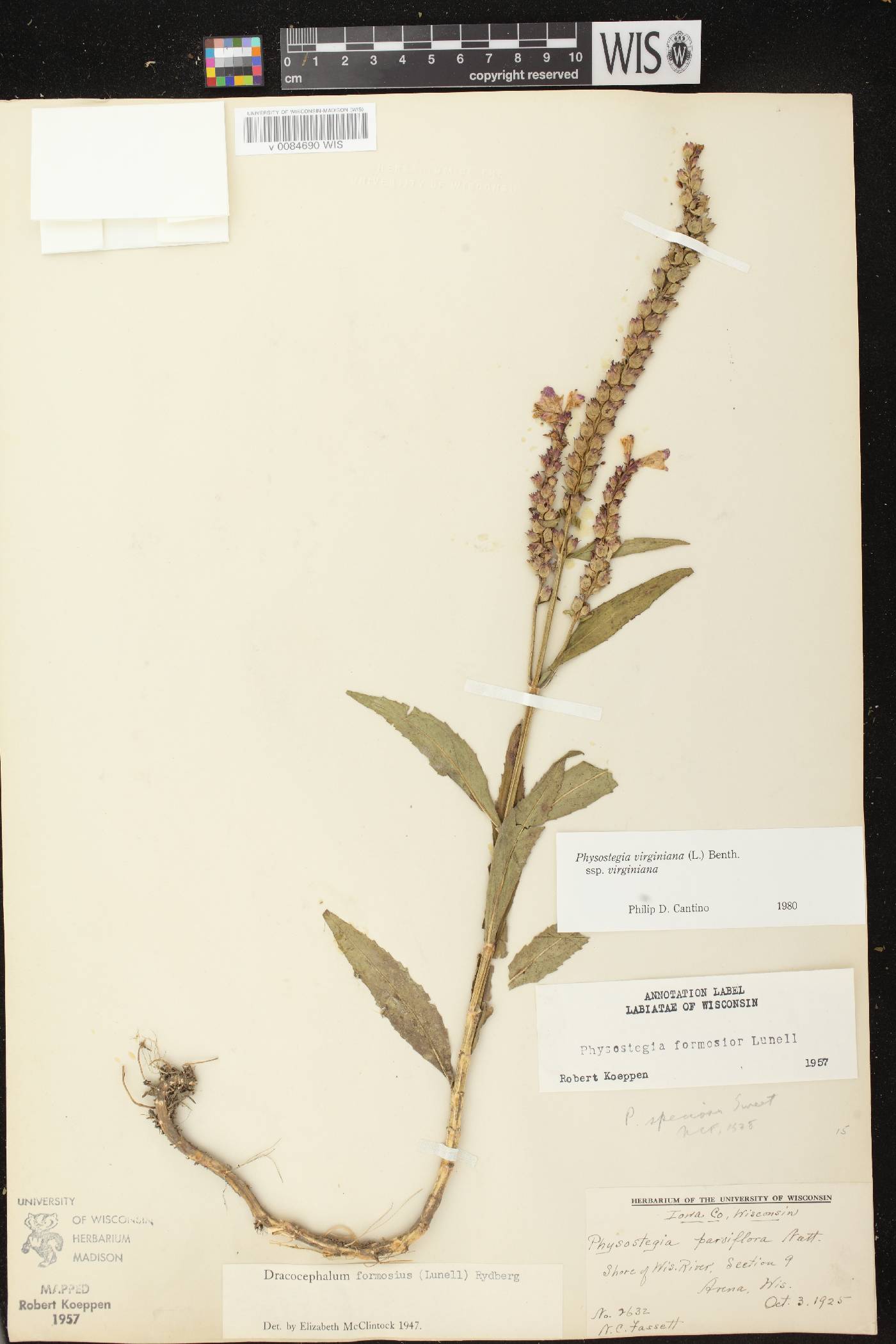 Physostegia virginiana image