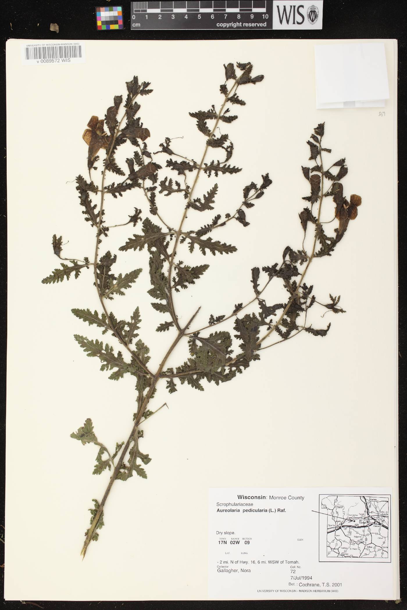 Aureolaria pedicularia image