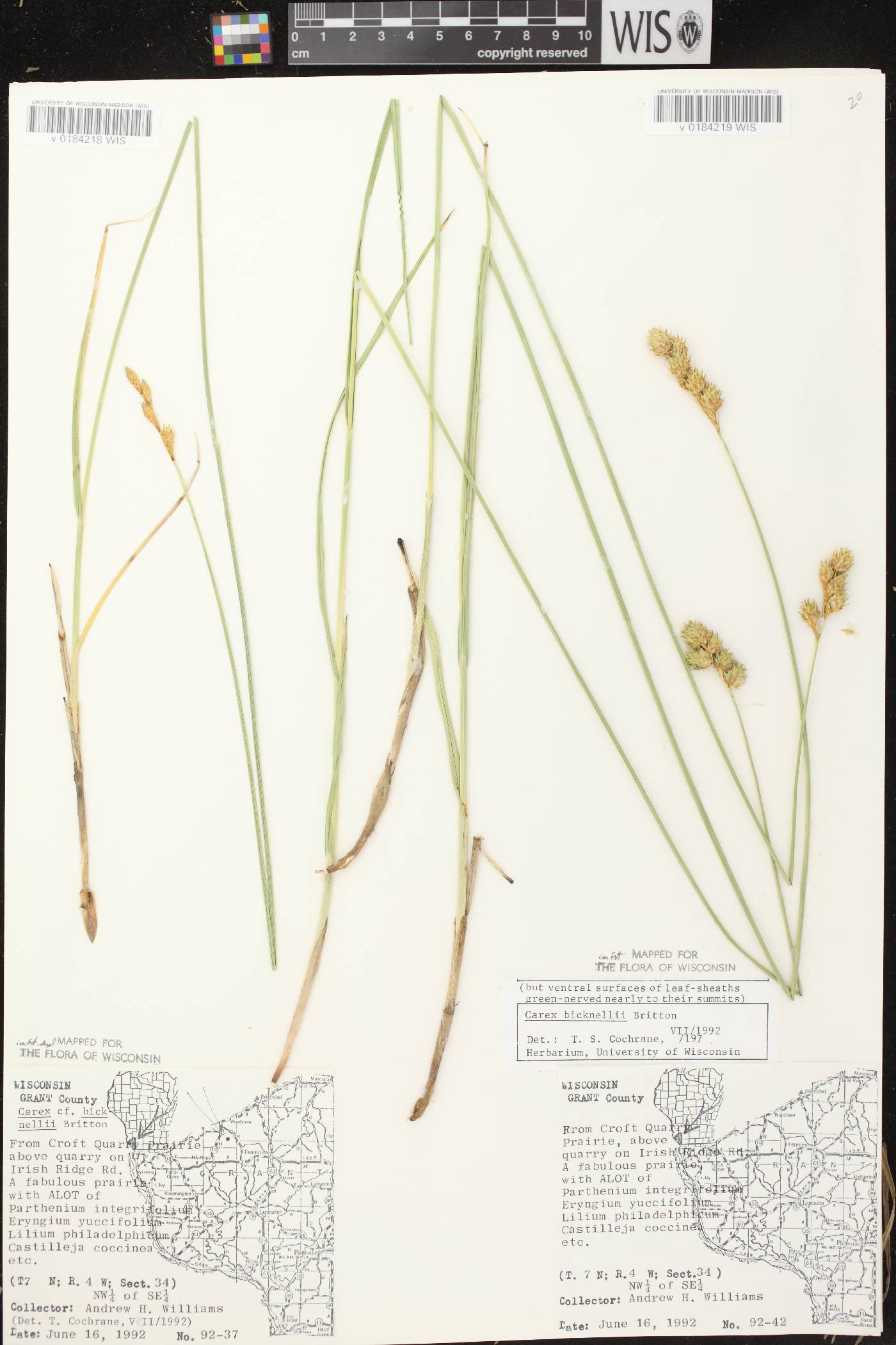 Carex bicknellii image