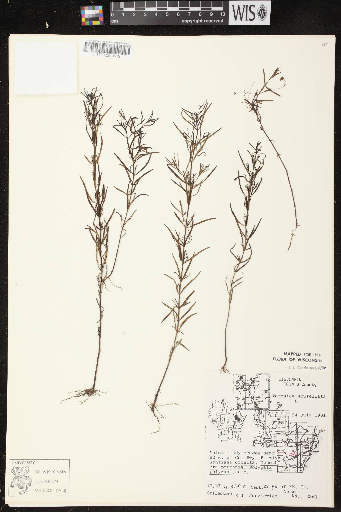 Veronica scutellata image