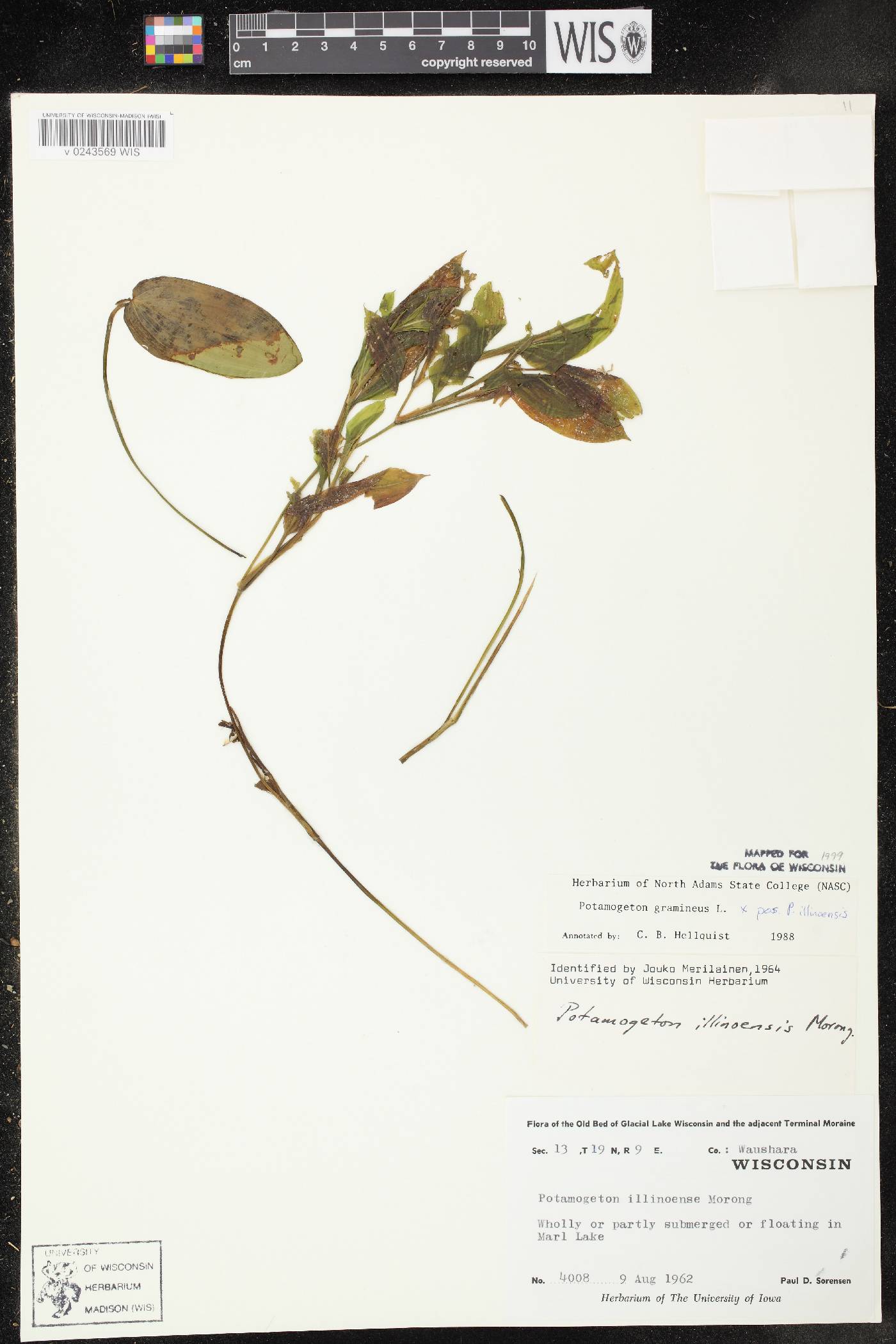 Potamogeton x spathuliformis image