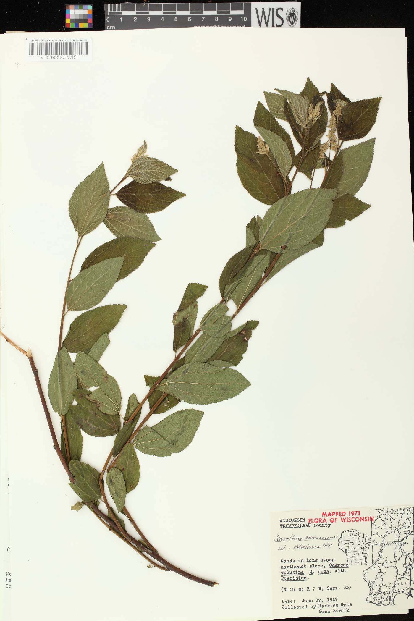 Ceanothus americanus image