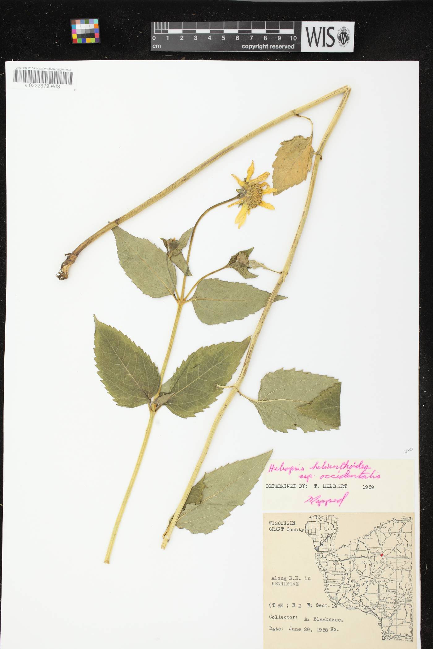 Heliopsis helianthoides var. scabra image