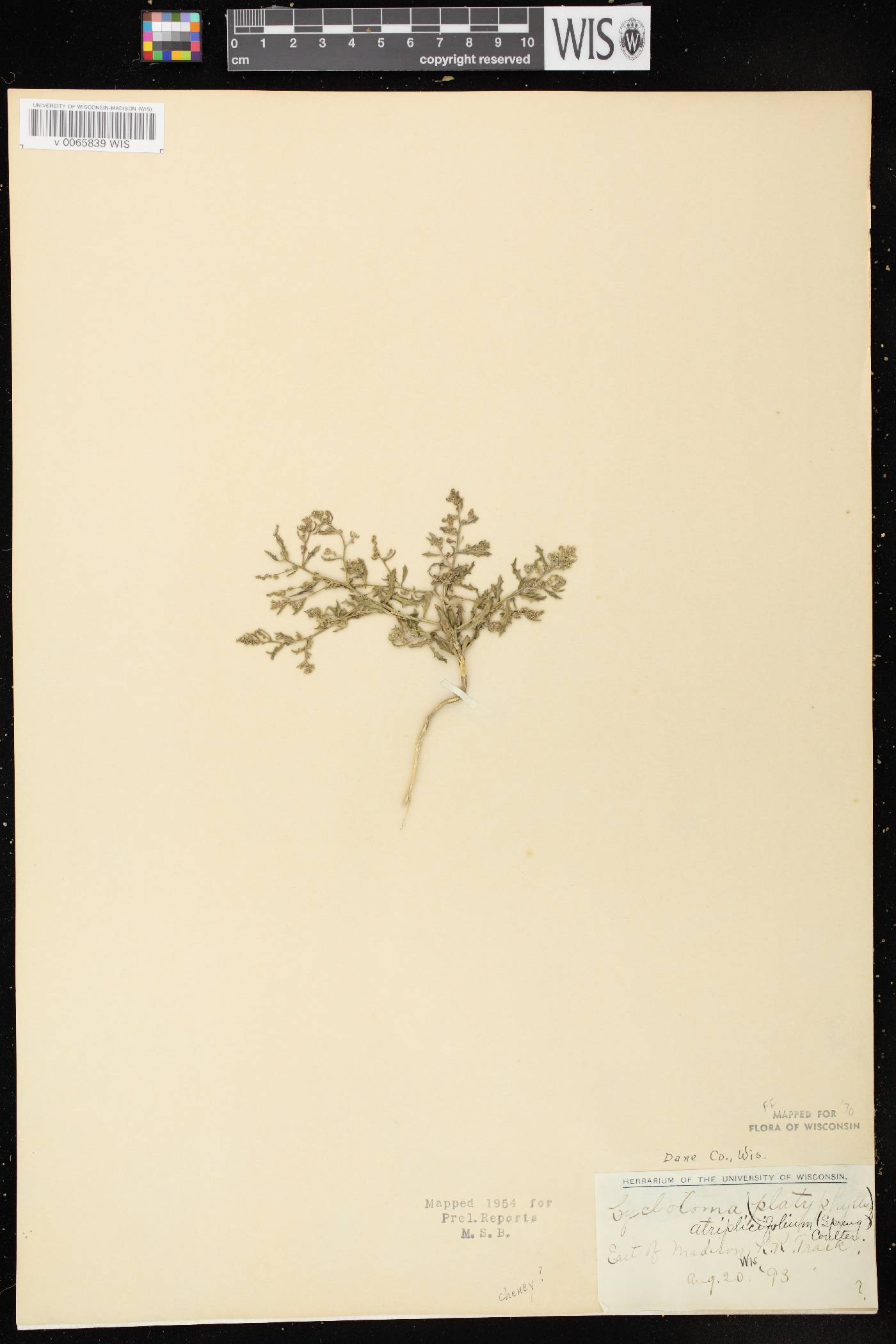 Cycloloma atriplicifolium image