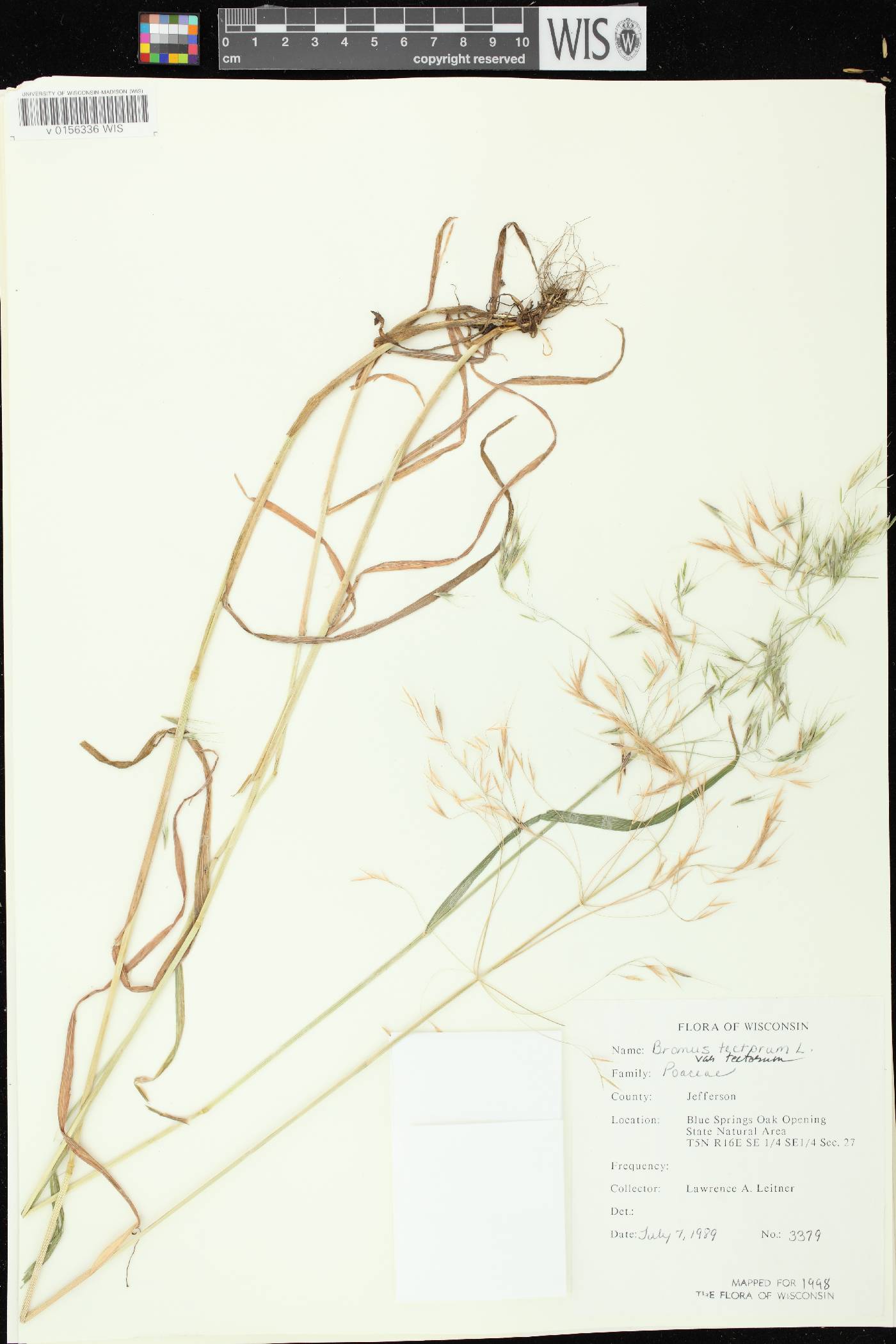 Bromus tectorum image