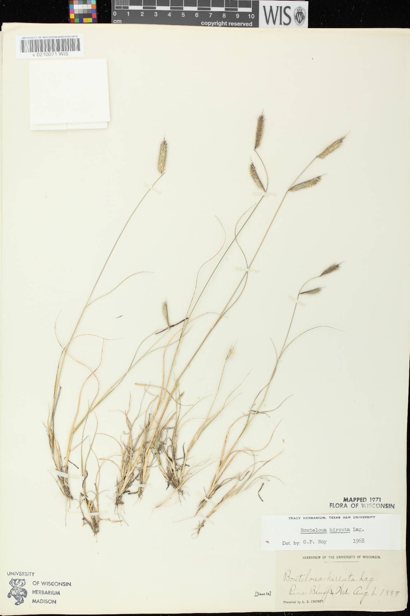 Bouteloua hirsuta image