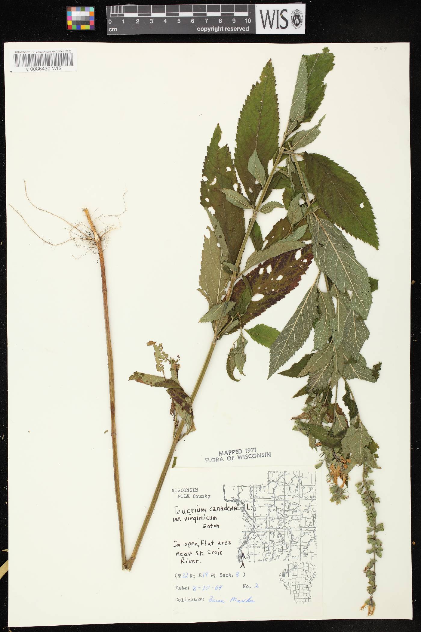 Teucrium canadense var. virginicum image