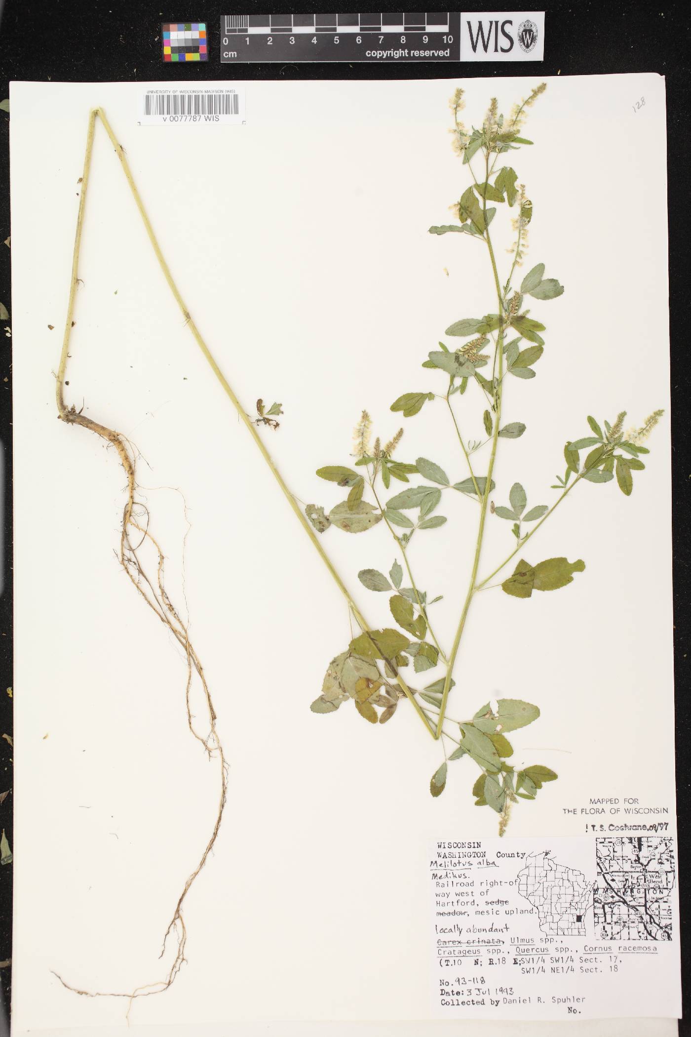 Melilotus albus image