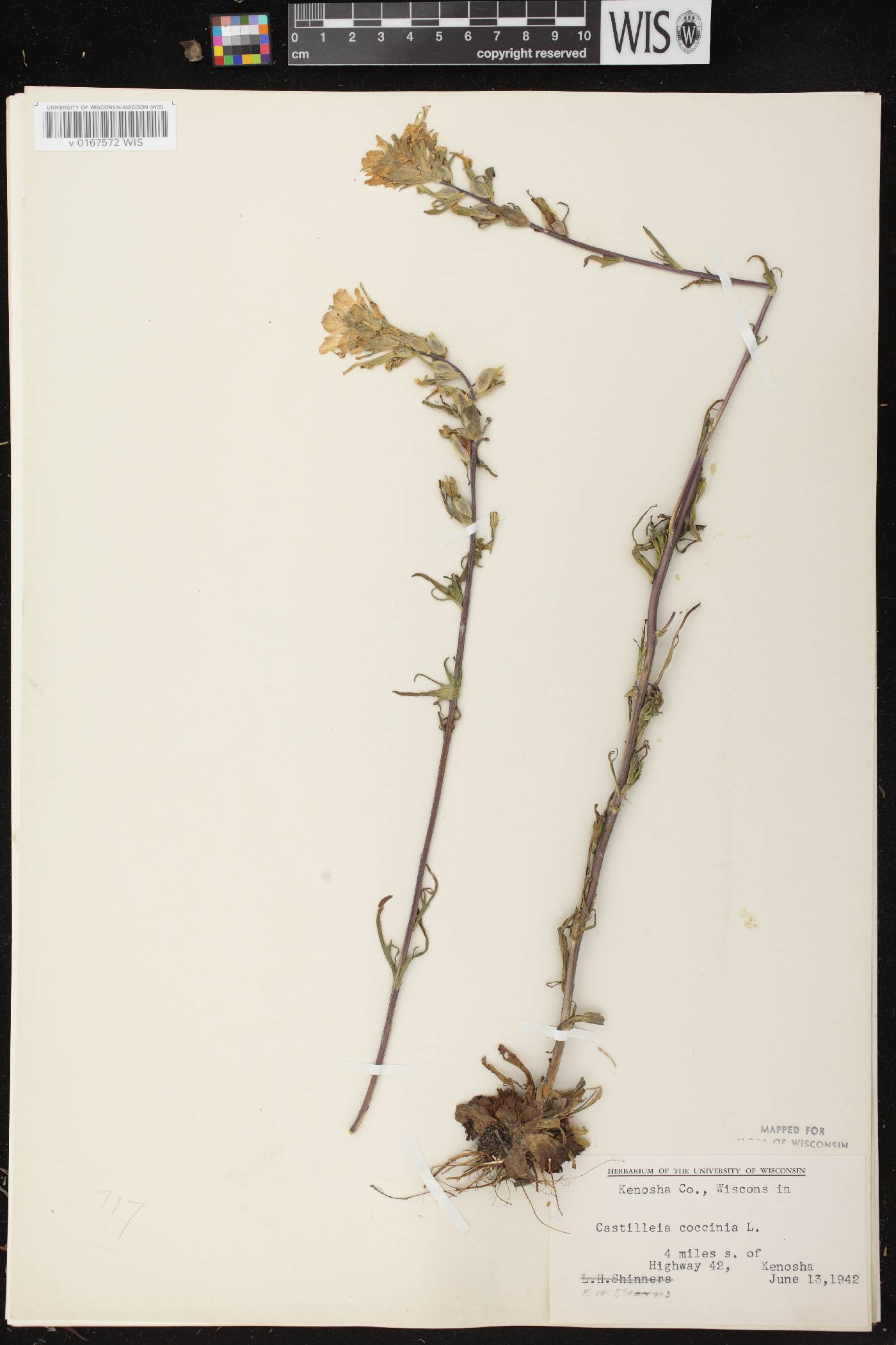 Castilleja coccinea image