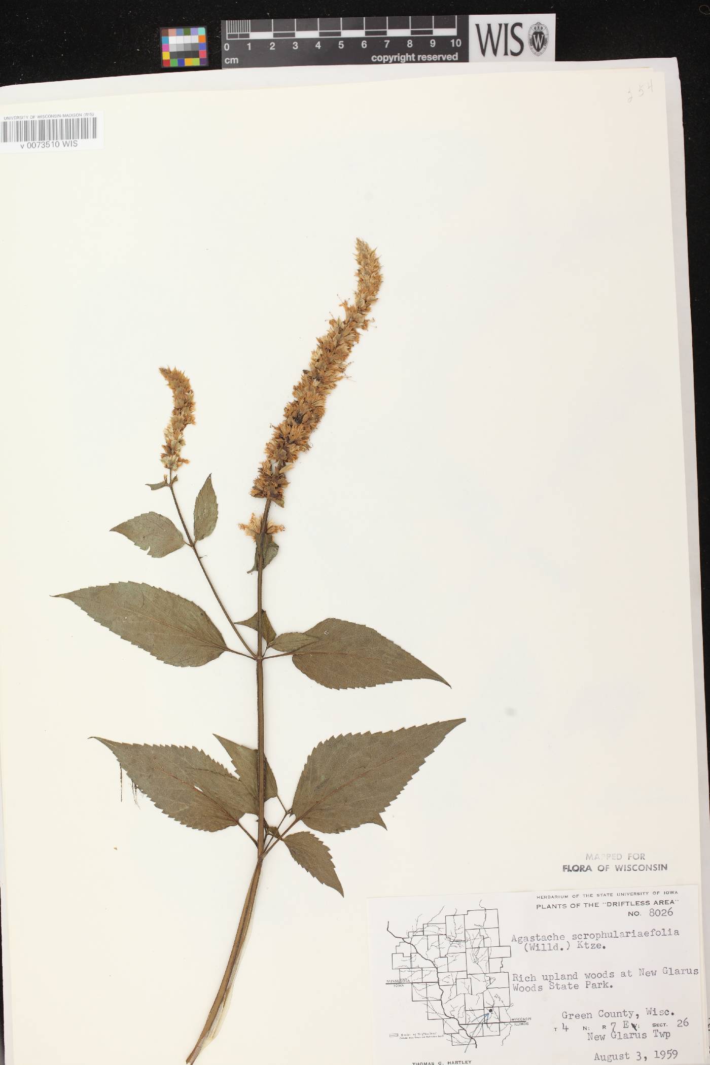 Agastache scrophulariifolia image