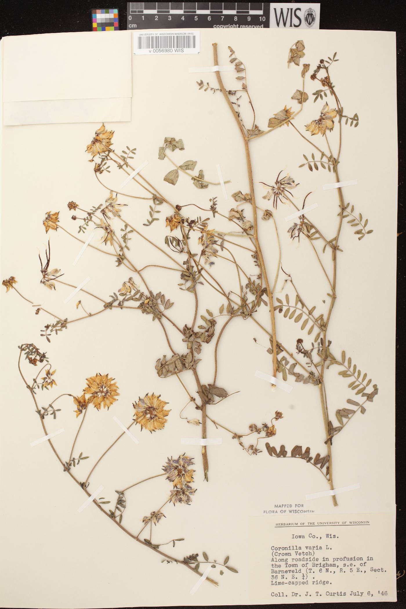 Securigera varia image