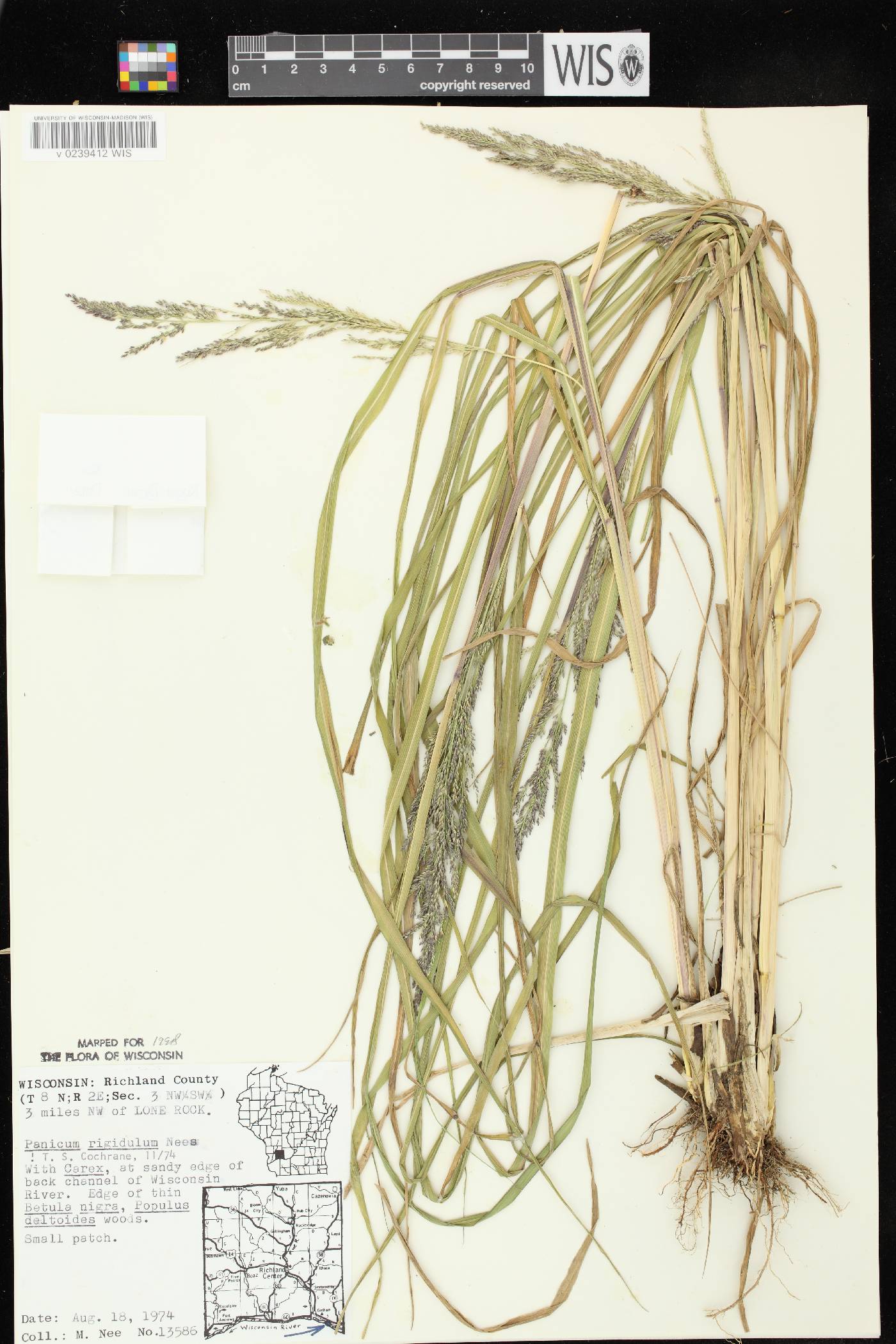 Coleataenia rigidula image