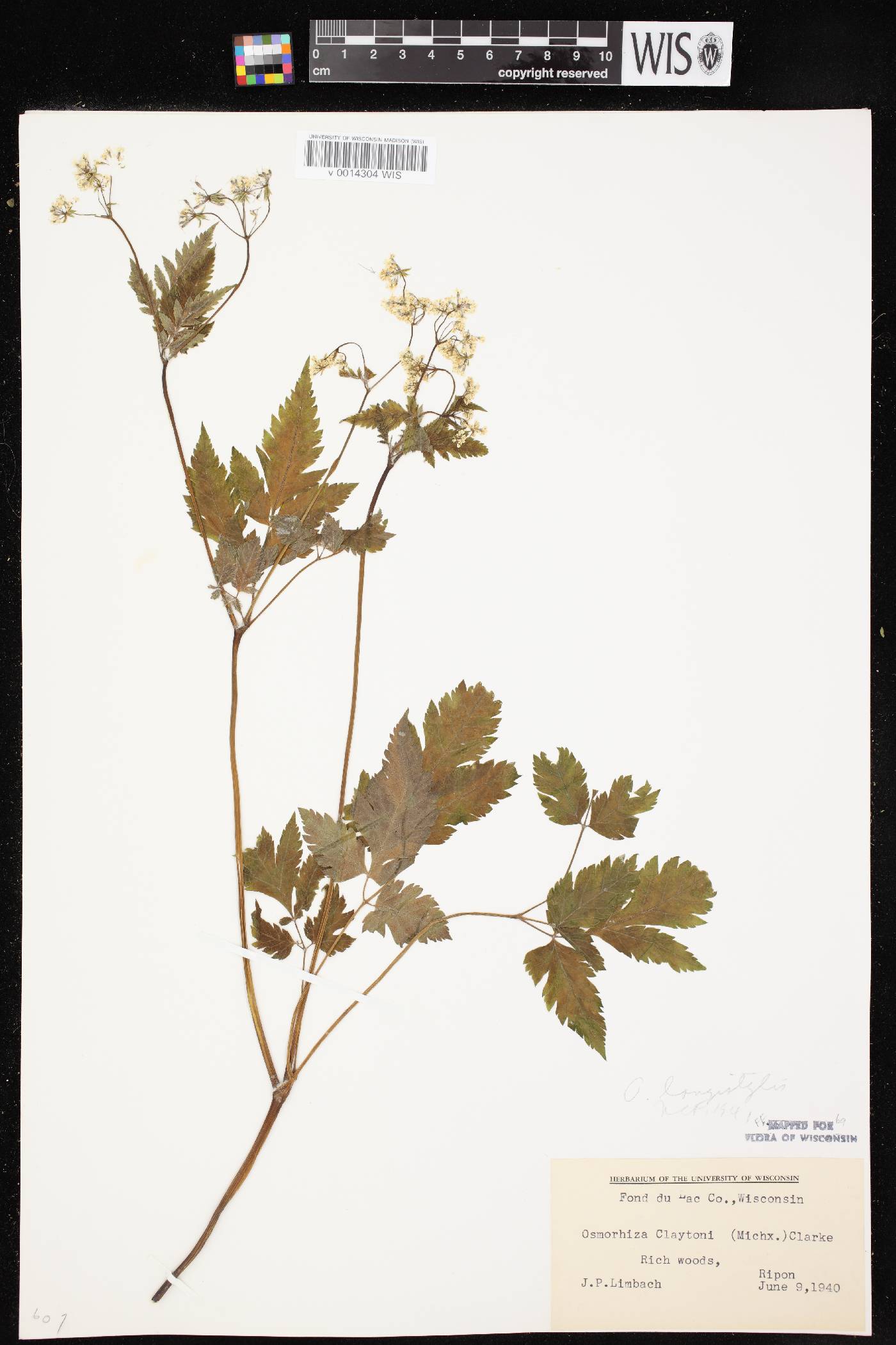 Osmorhiza longistylis image