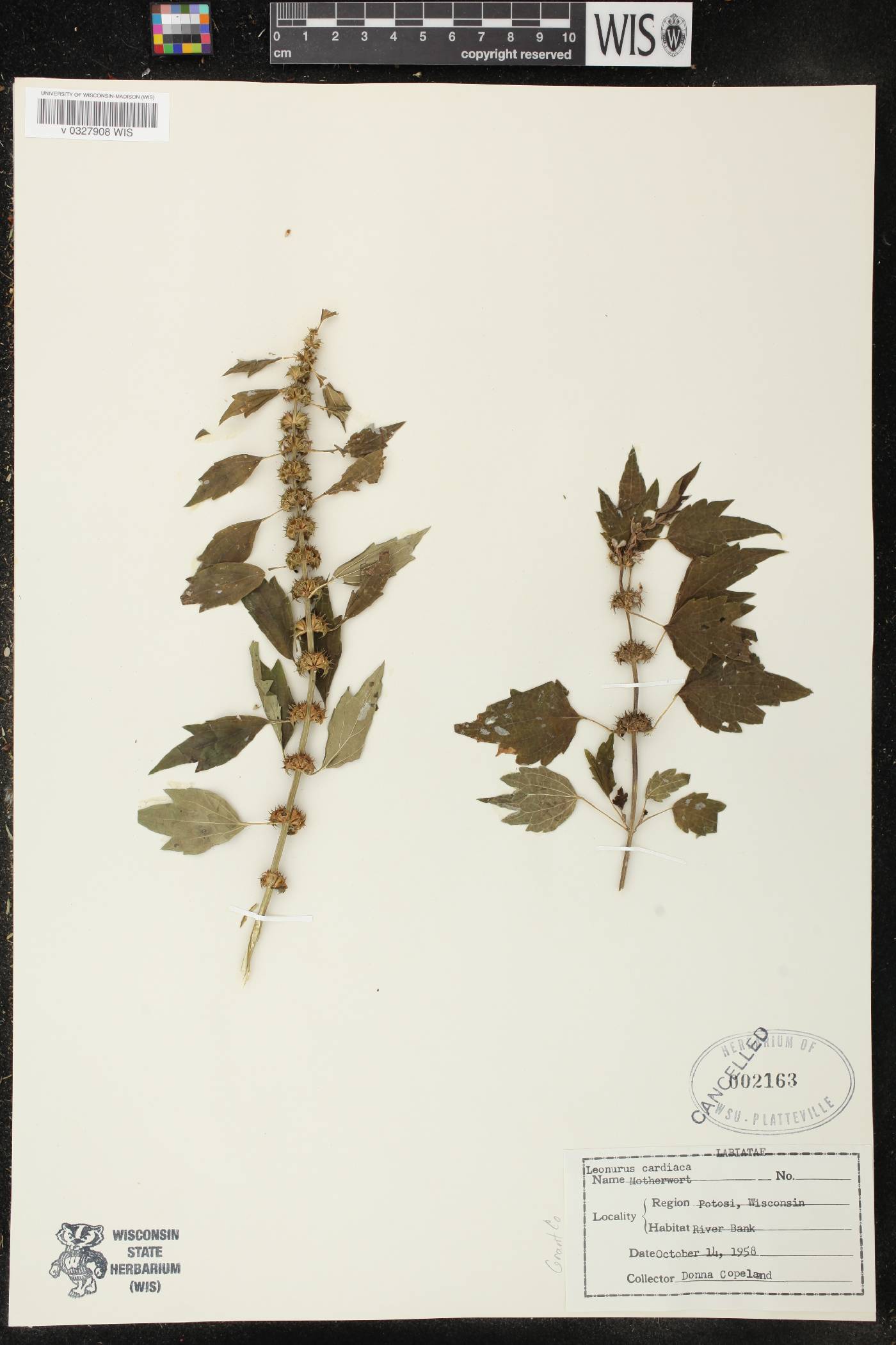 Leonurus cardiaca image