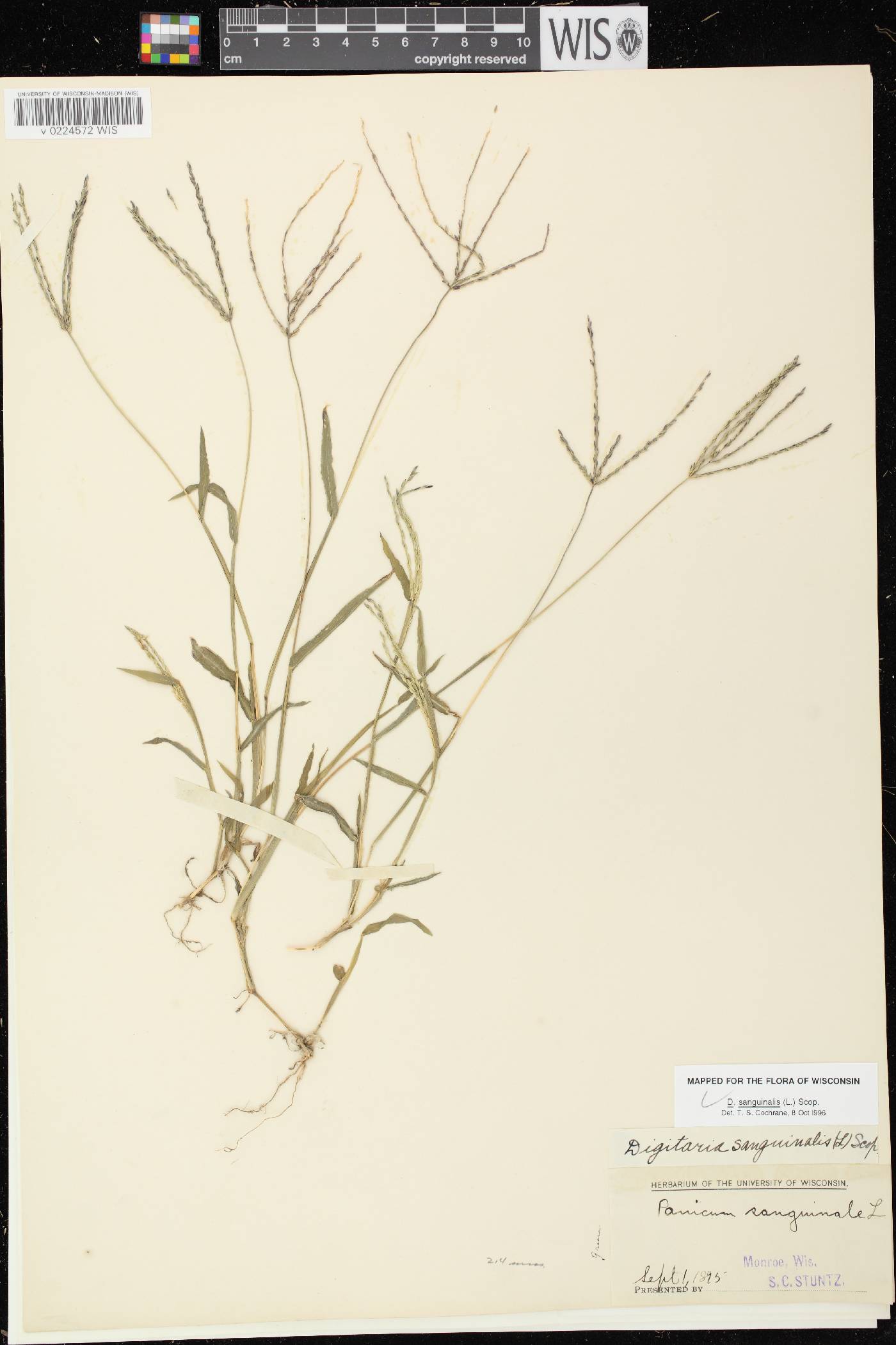 Digitaria sanguinalis image