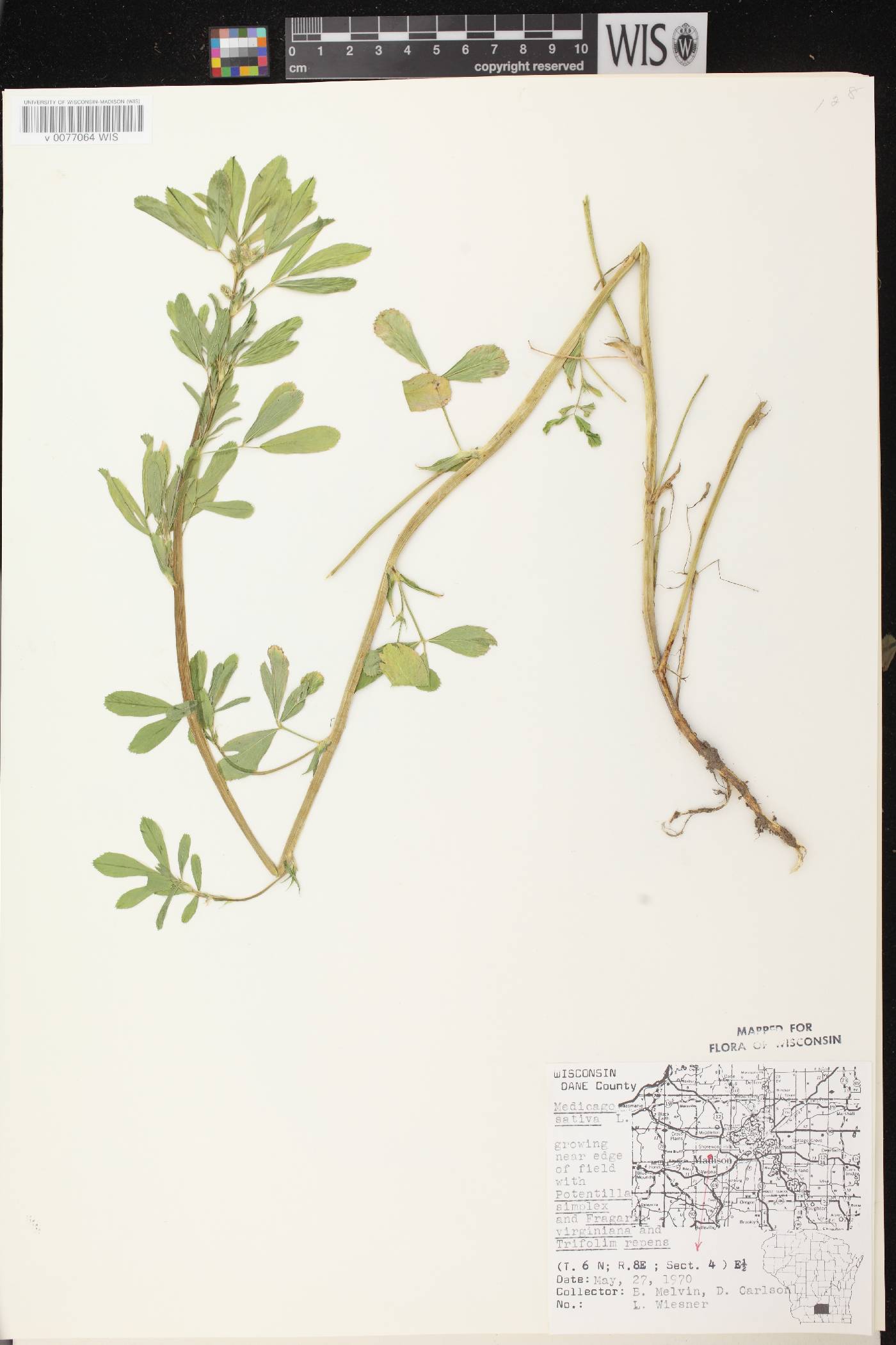 Medicago sativa image