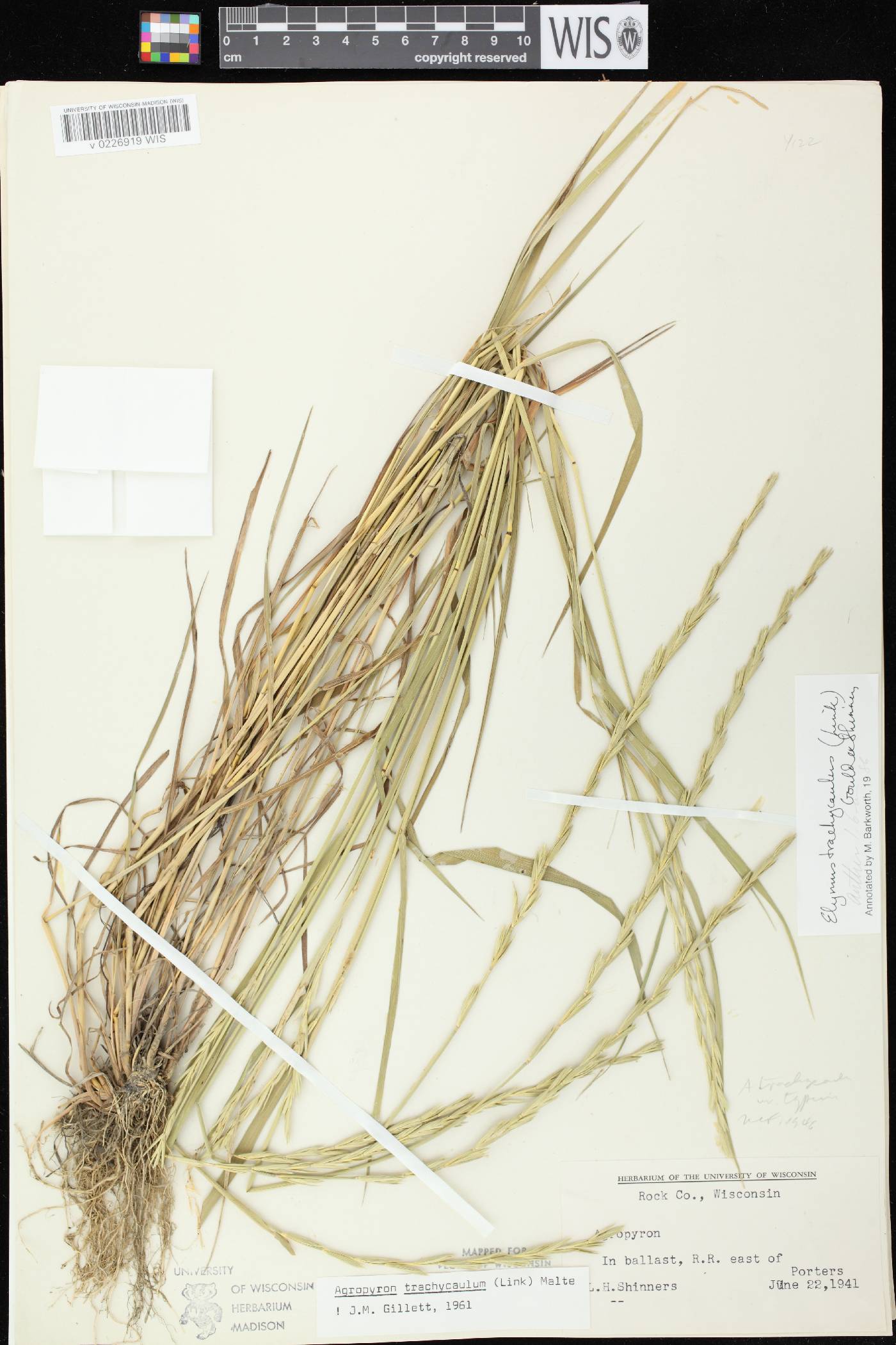 Elymus trachycaulus subsp. trachycaulus image