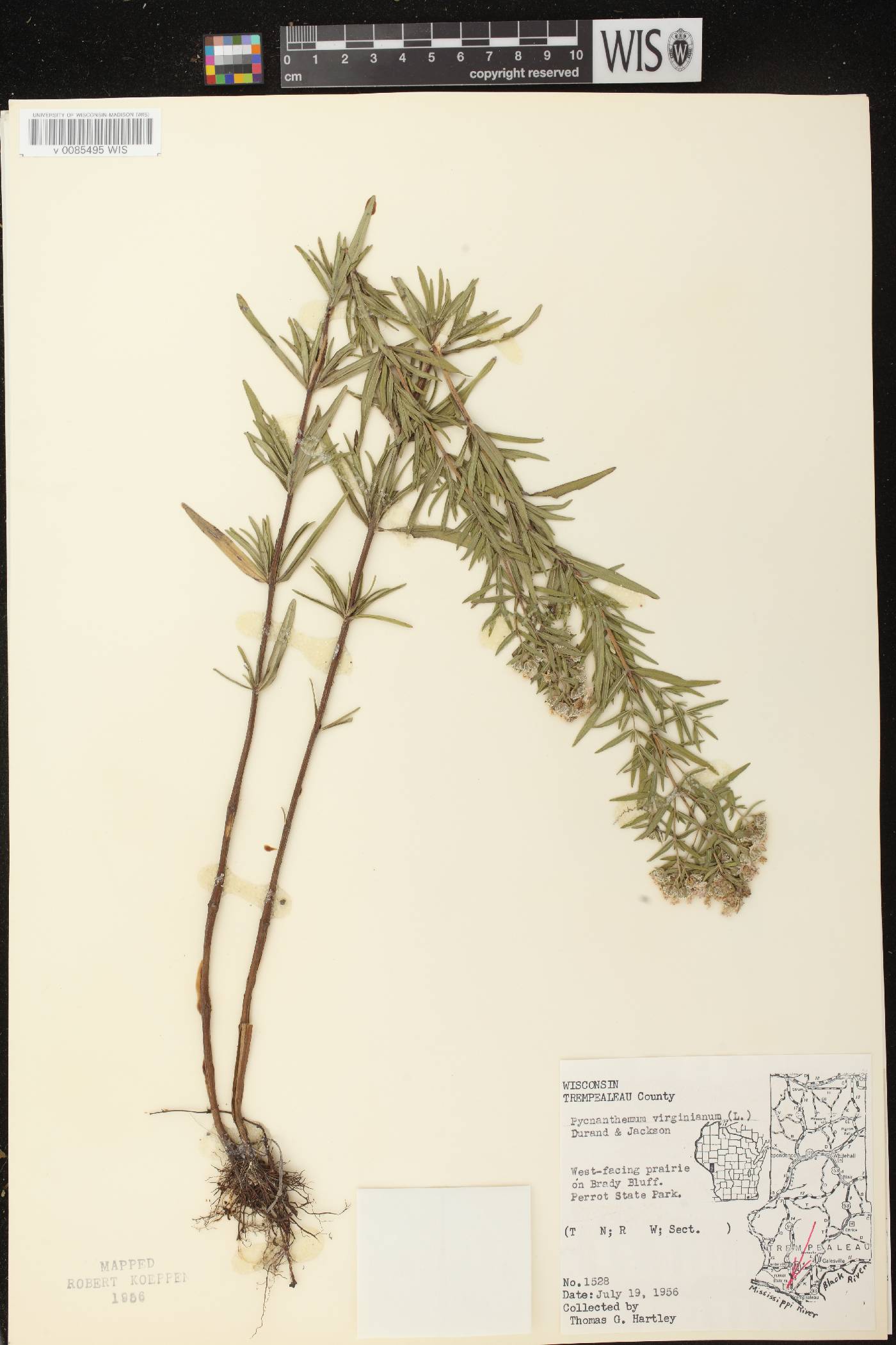 Pycnanthemum virginianum image