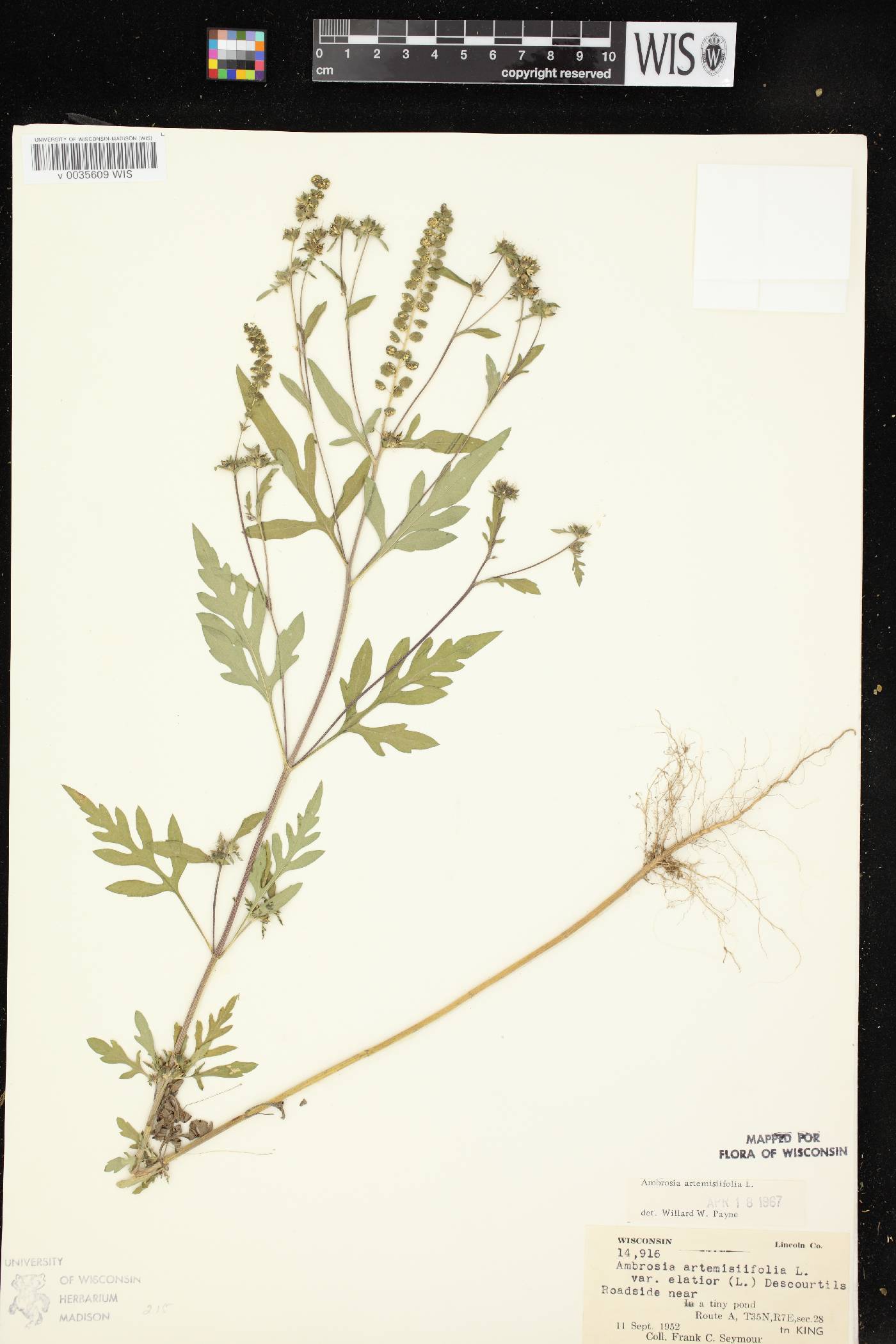 Ambrosia artemisiifolia image