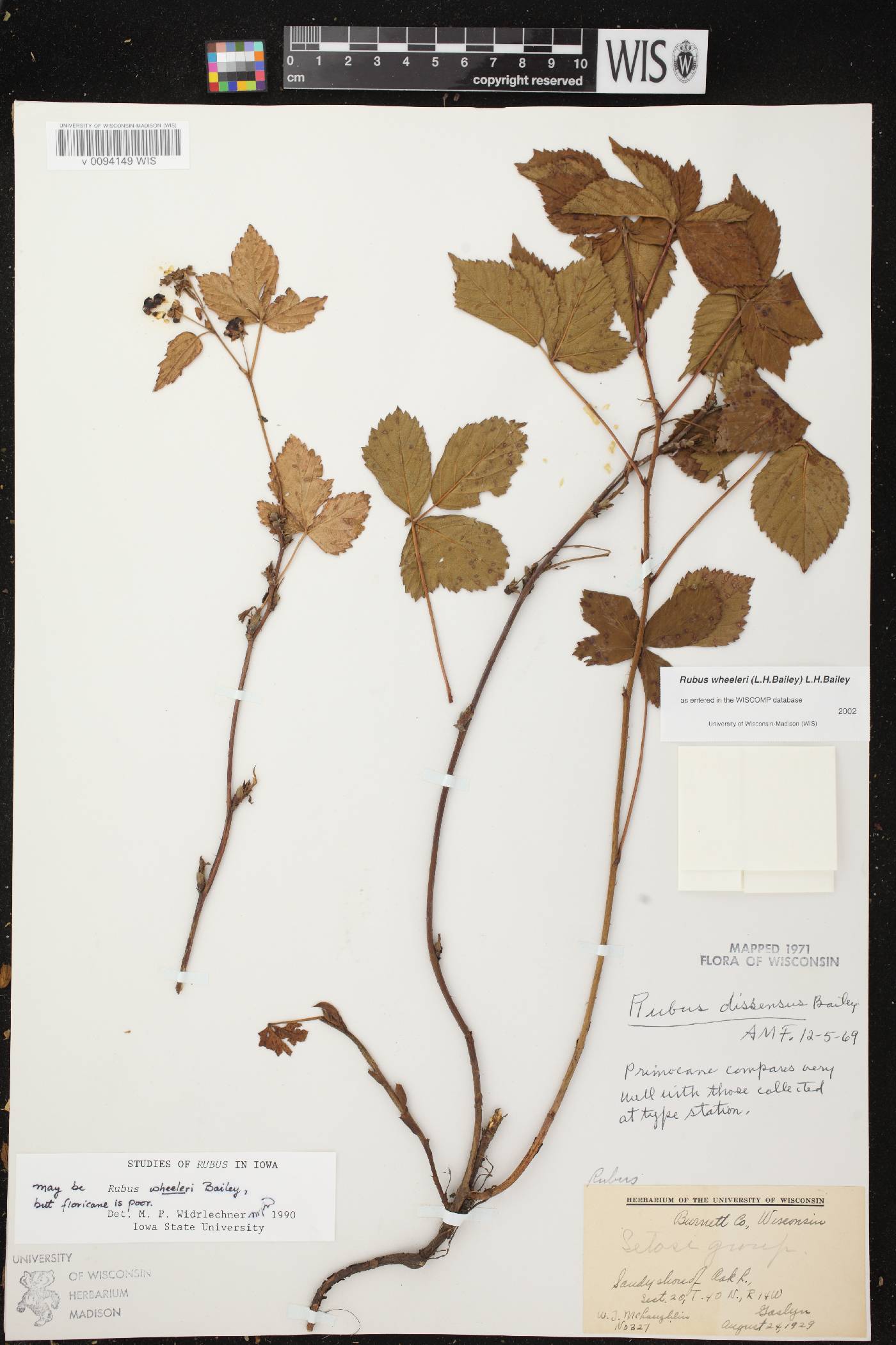 Rubus setosus image