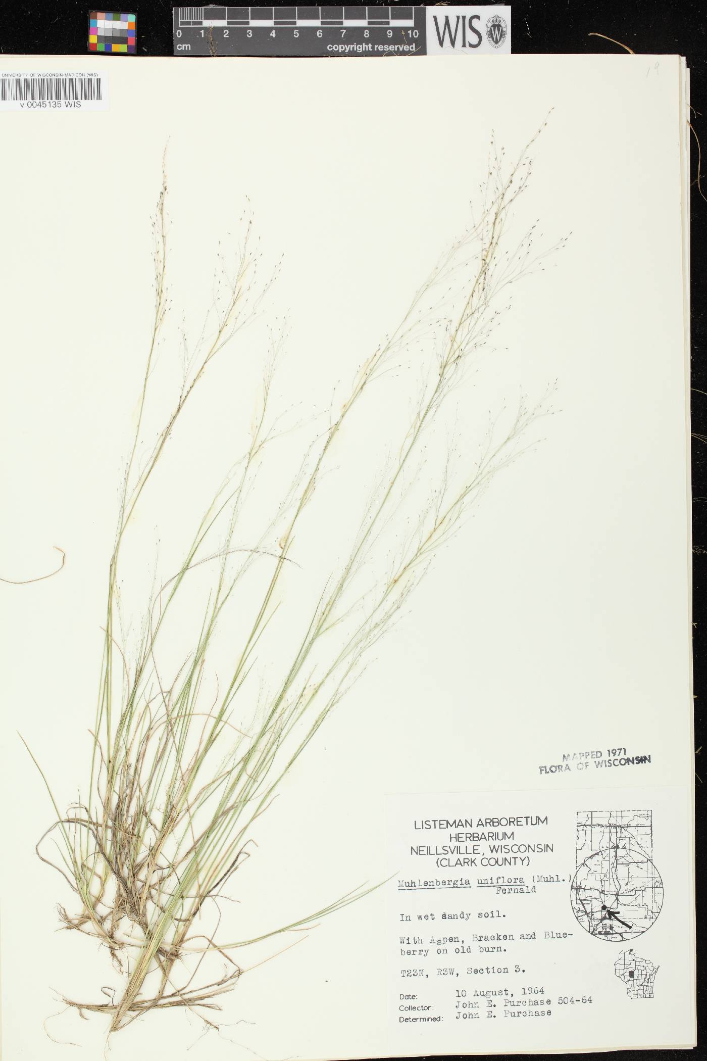 Muhlenbergia uniflora image