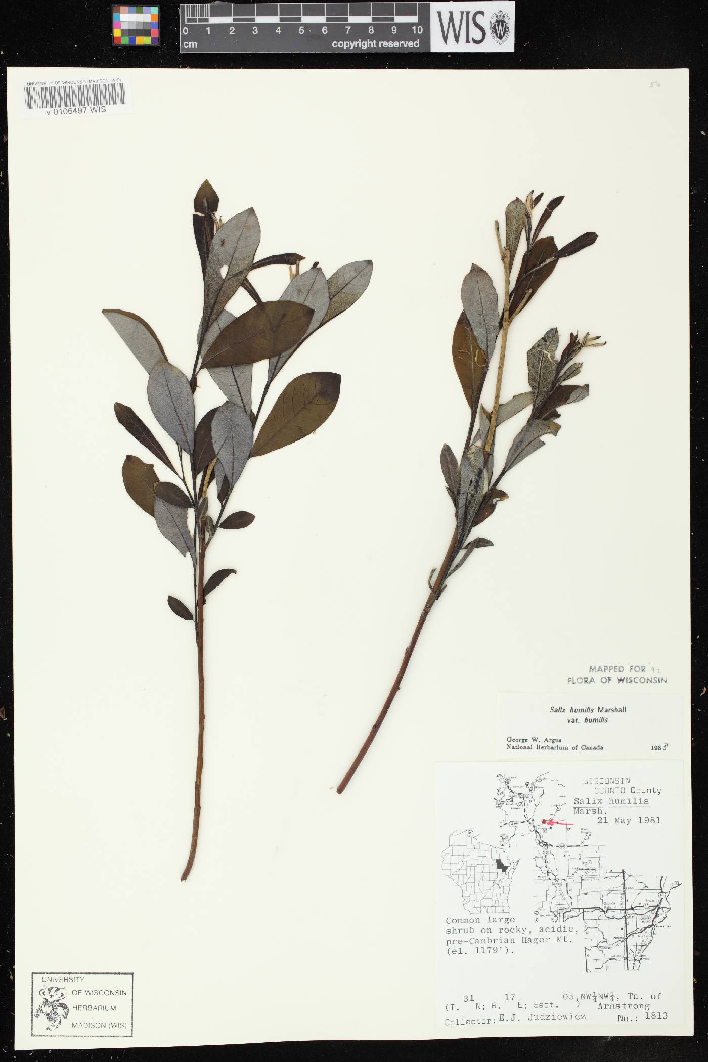 Salix humilis var. humilis image