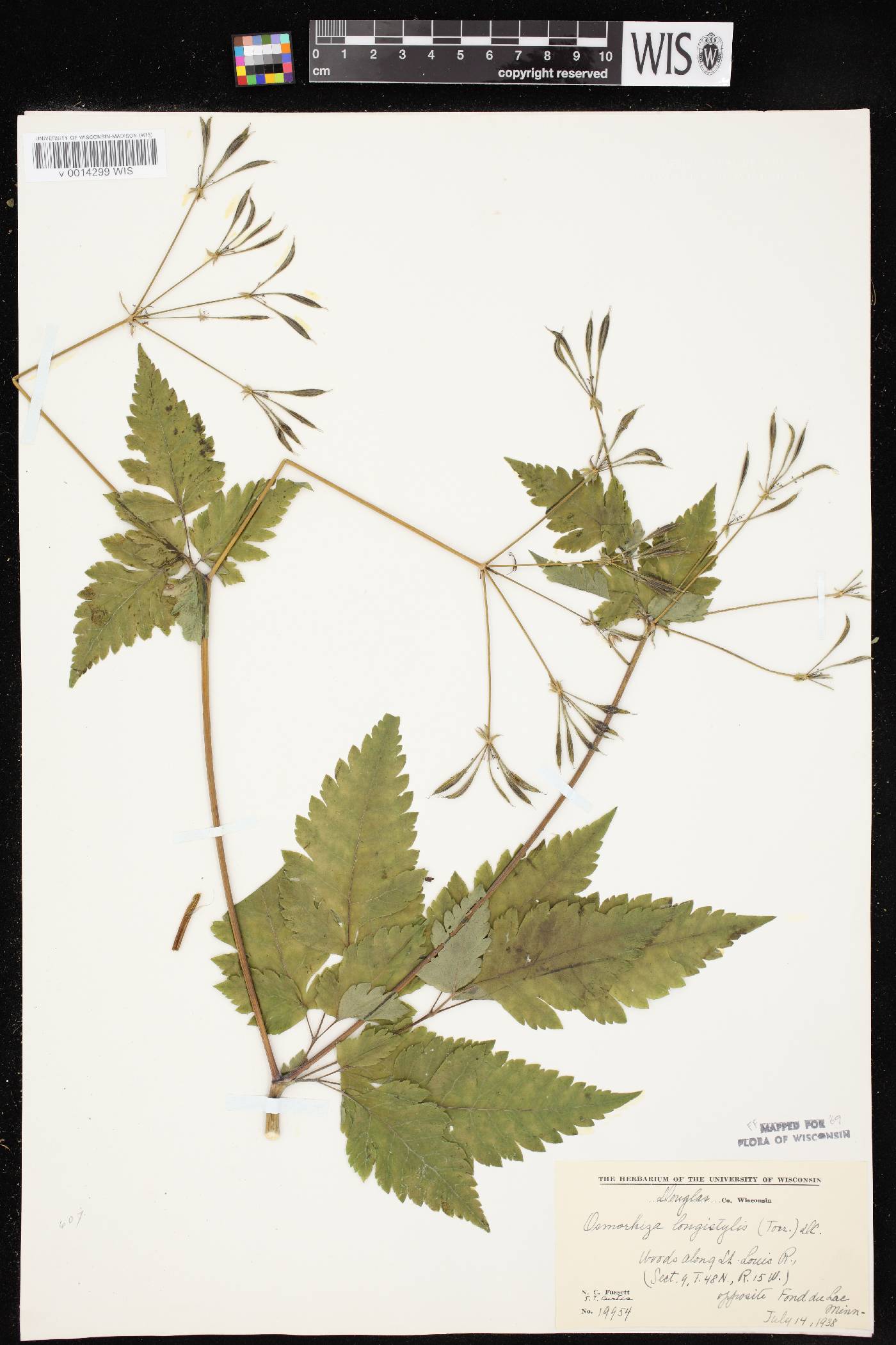 Osmorhiza longistylis image