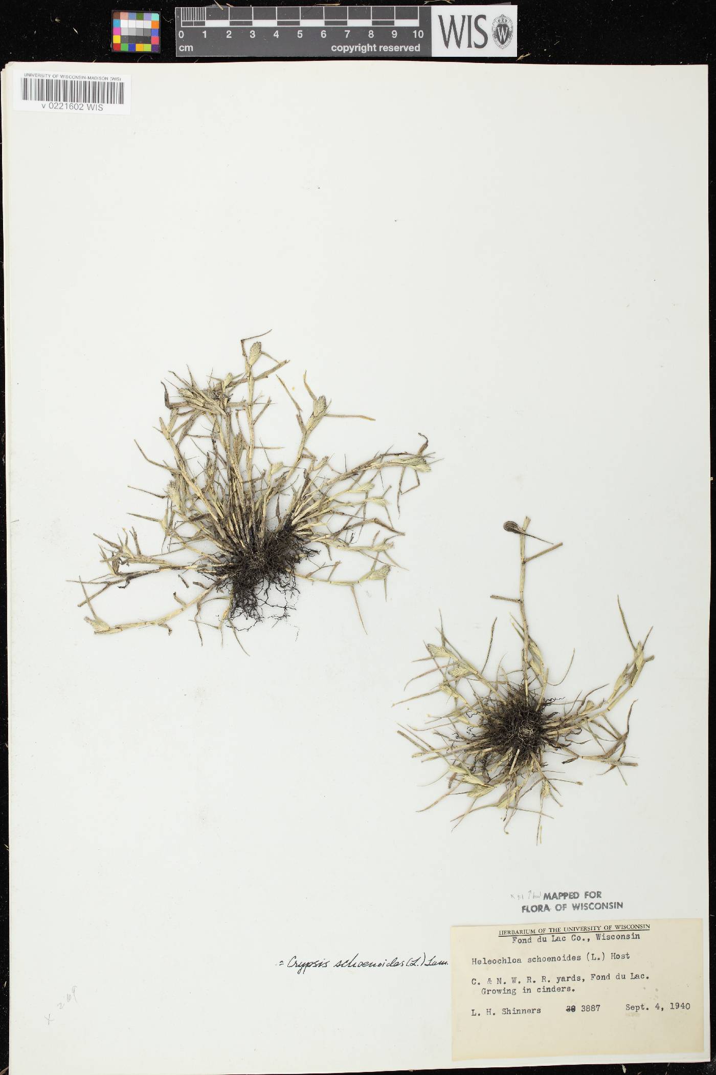 Crypsis schoenoides image