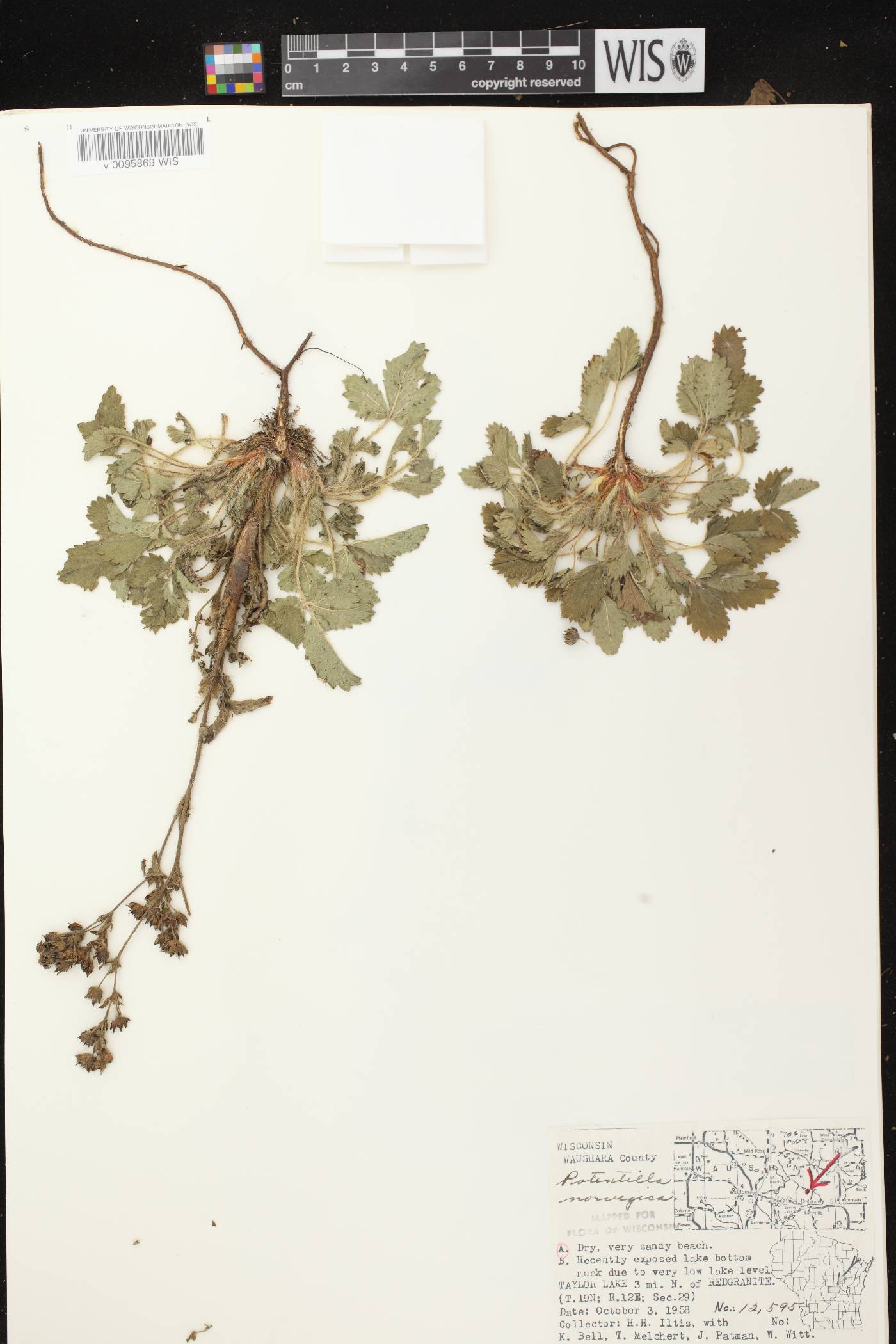 Potentilla norvegica image