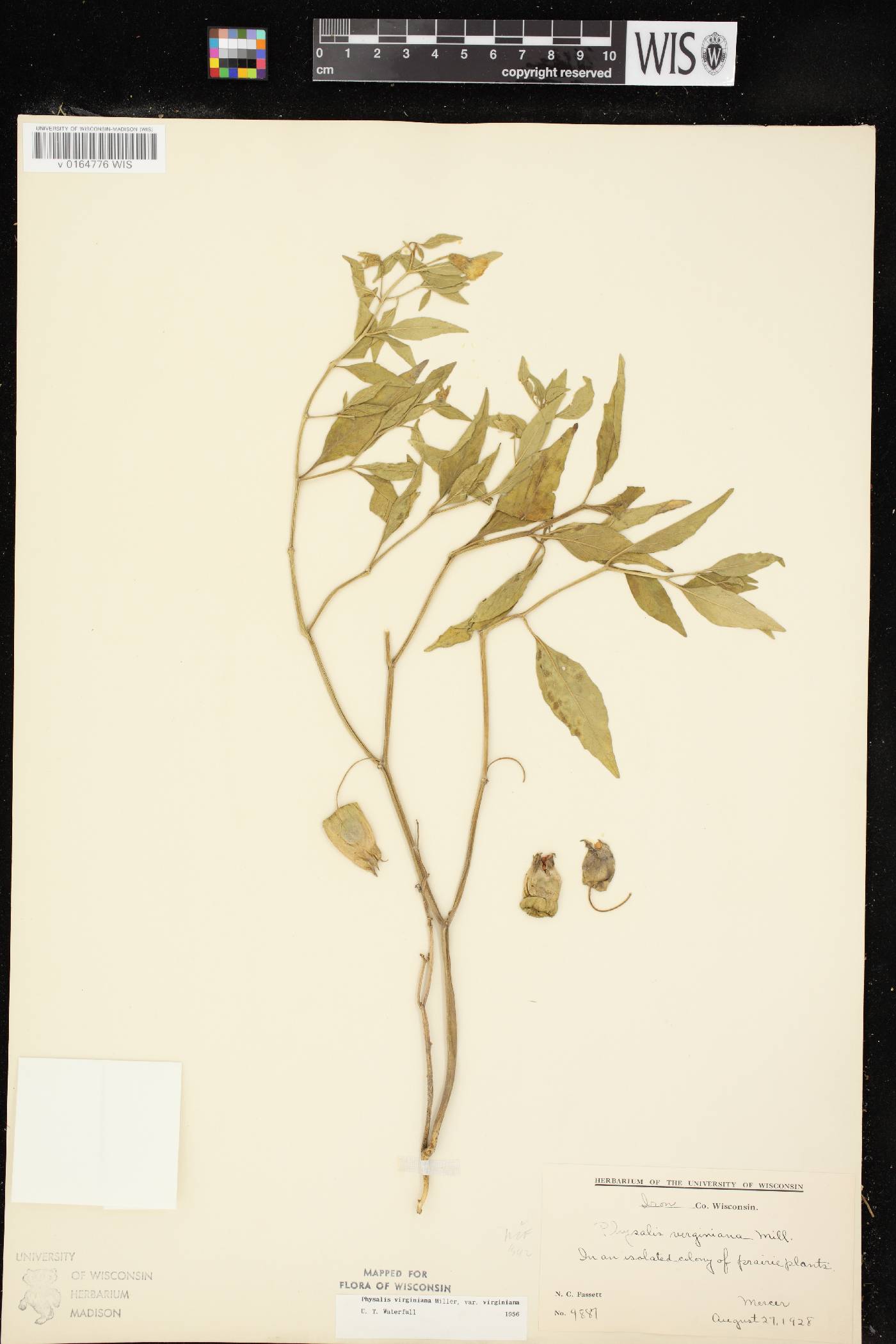 Physalis virginiana image