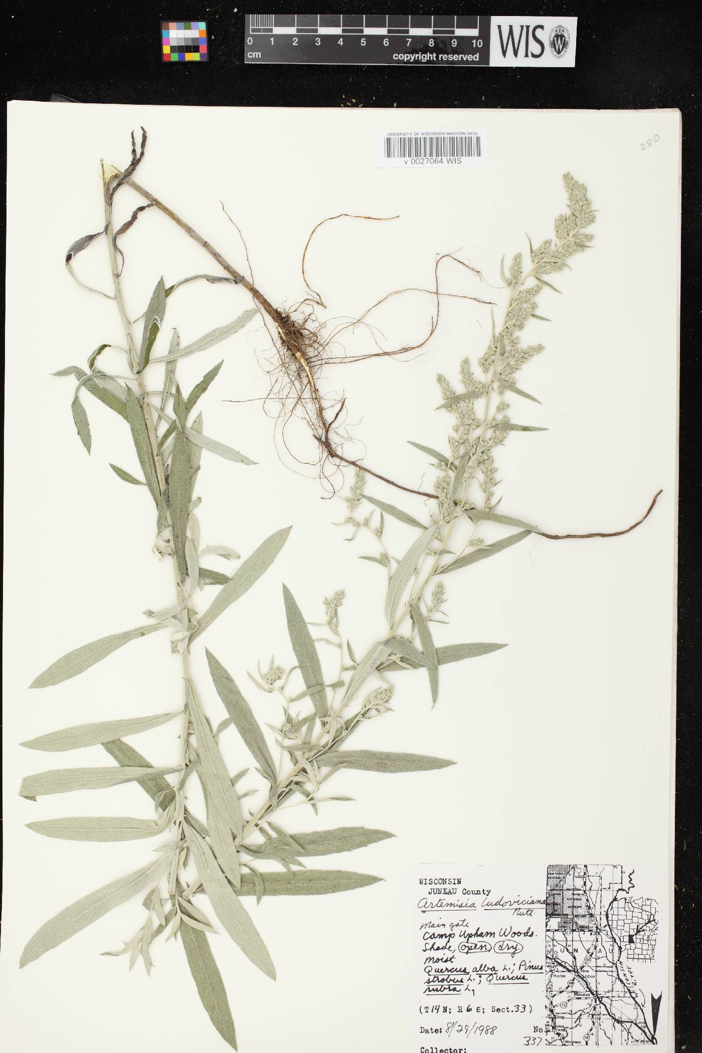 Artemisia ludoviciana image