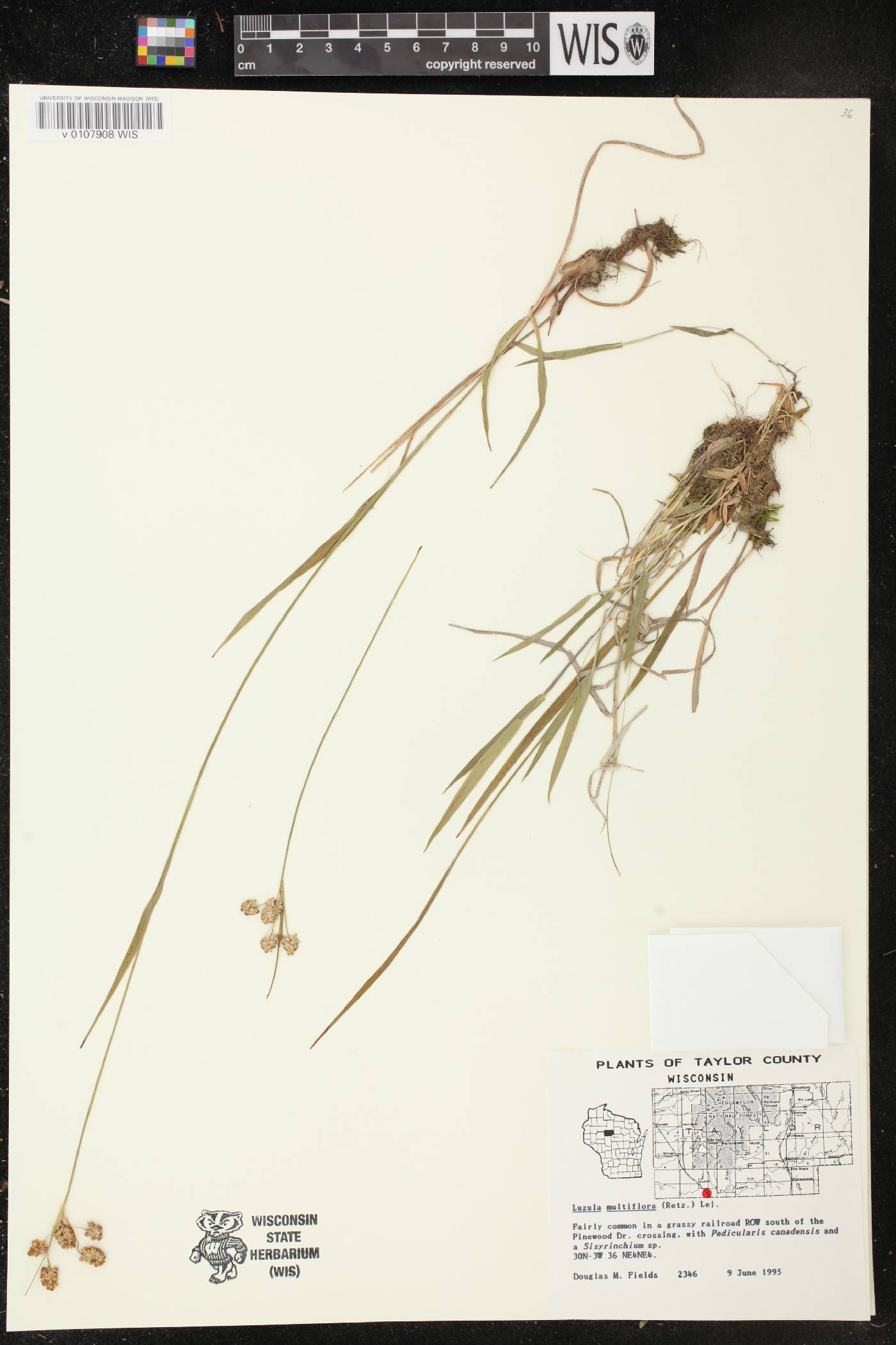 Luzula multiflora image