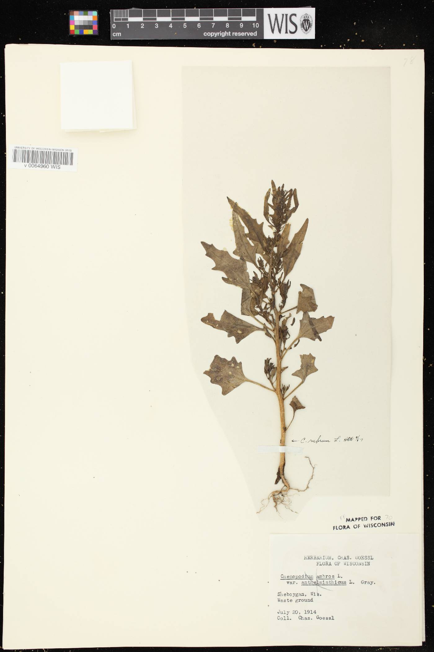Chenopodium rubrum var. rubrum image