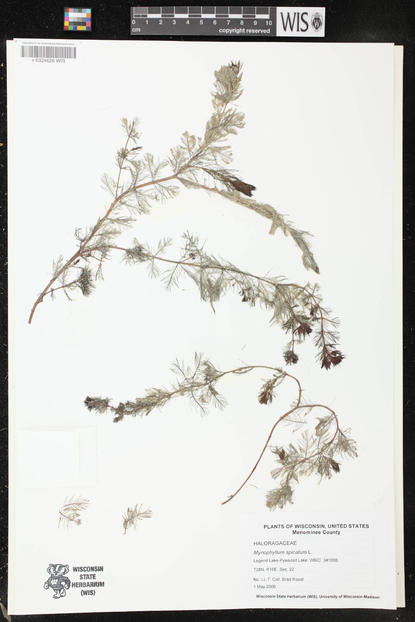 Myriophyllum spicatum image