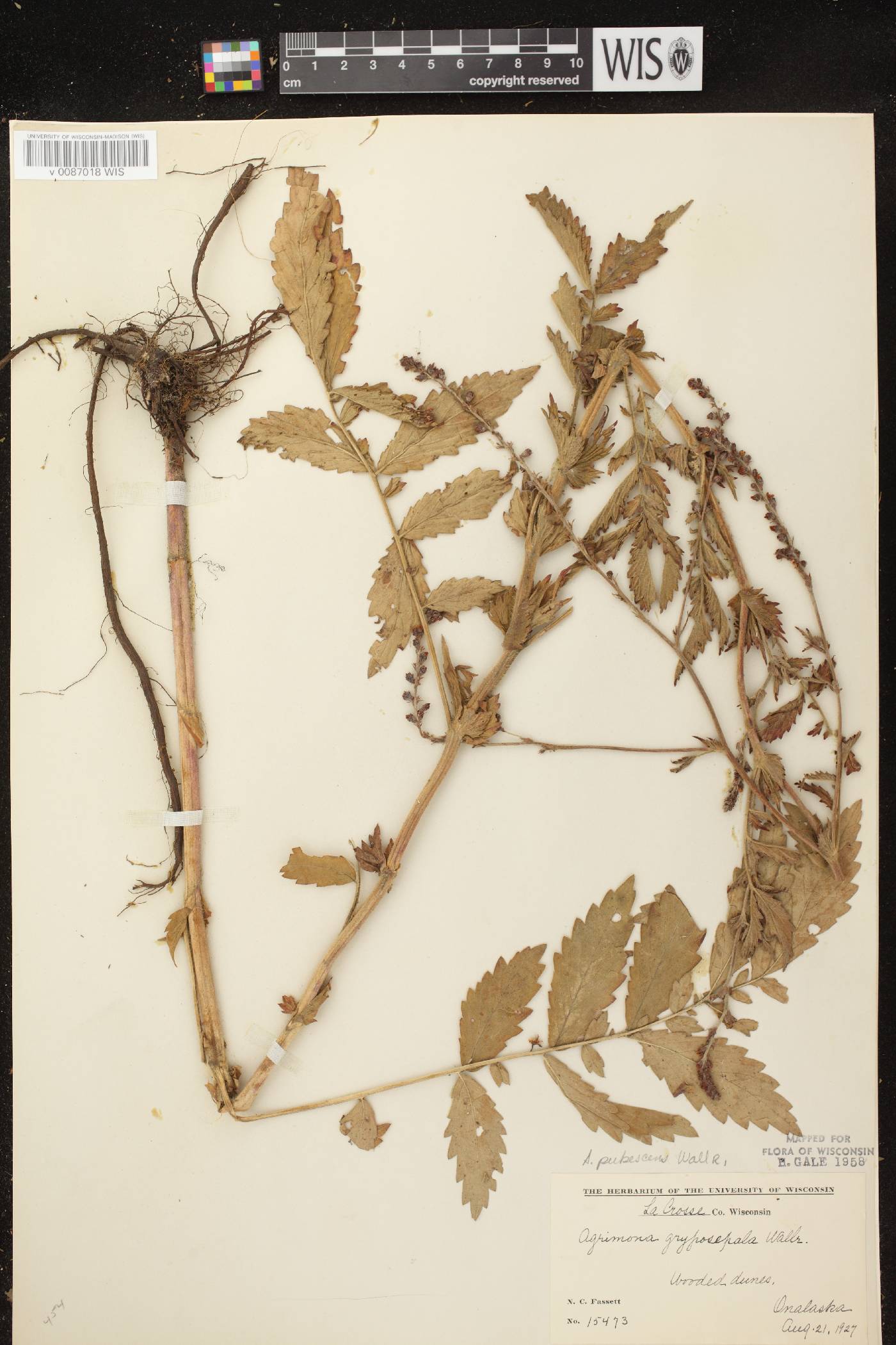 Agrimonia pubescens image