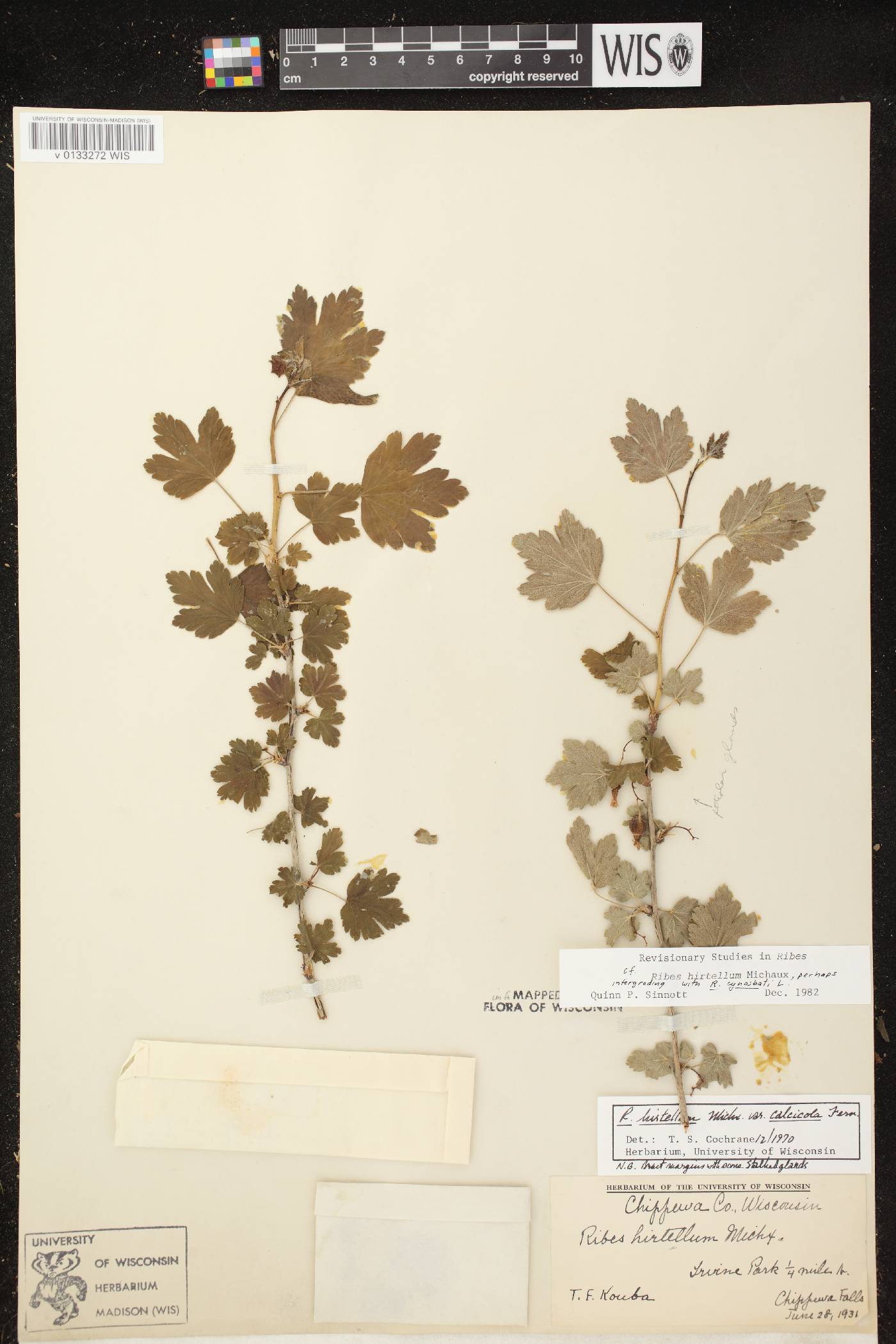 Ribes hirtellum image