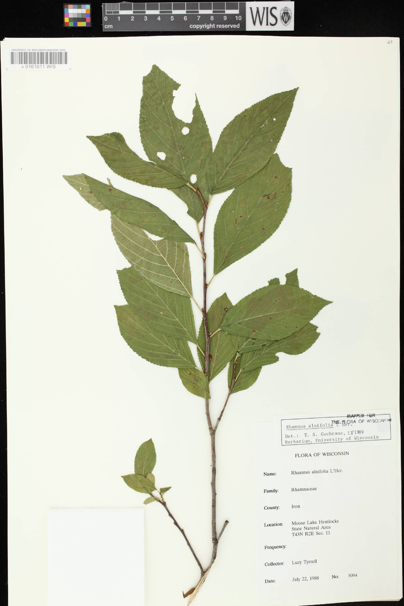 Rhamnus alnifolia image